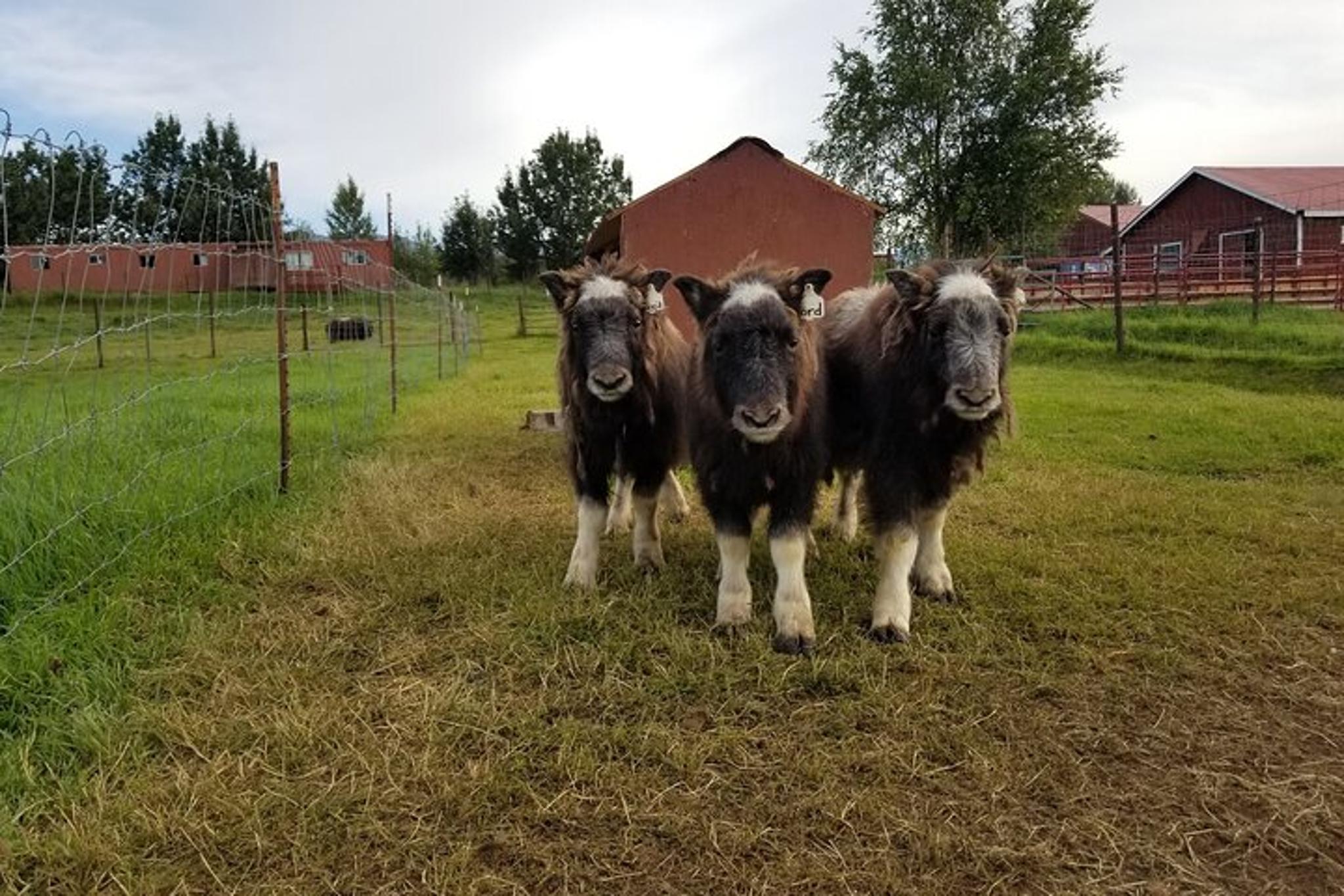 Anchorage Musk Ox Farm Tour & Scenic Drive
