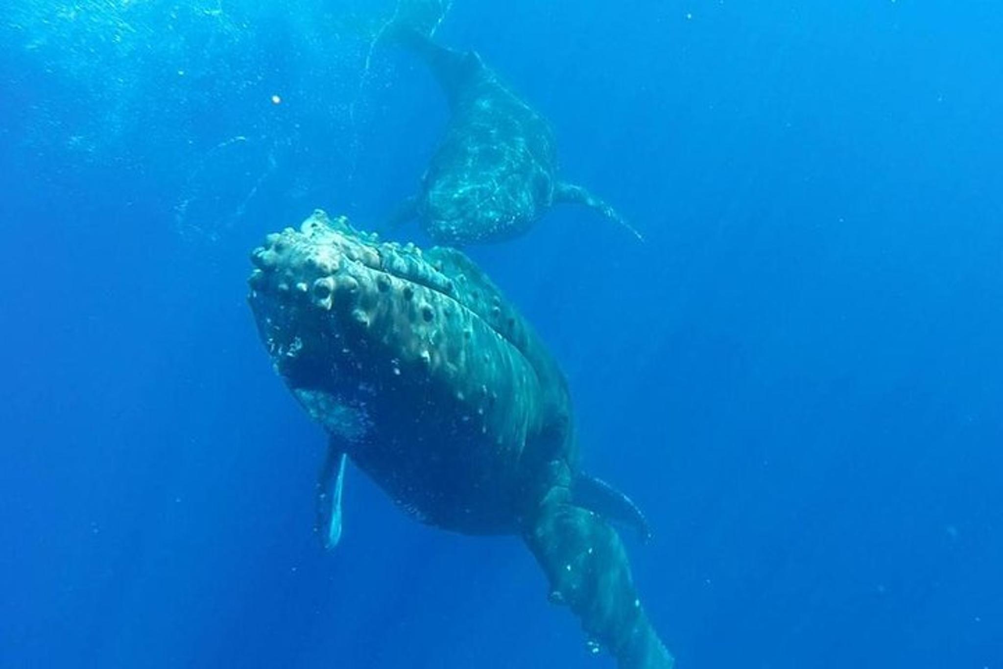 Maui Whale-Watching Raft Tour from Kihei - Image 6