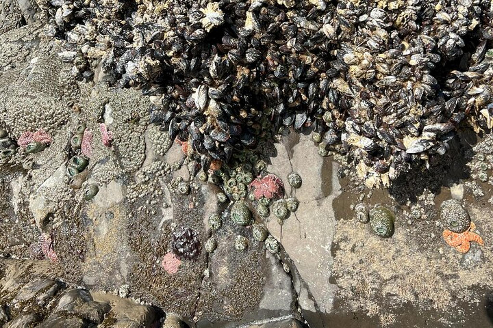 Seaside and Cannon Beach Tour - Image 2