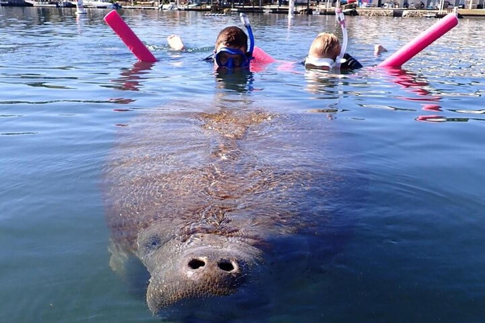Crystal River Manatee Swim with Heated Boats 3 hr