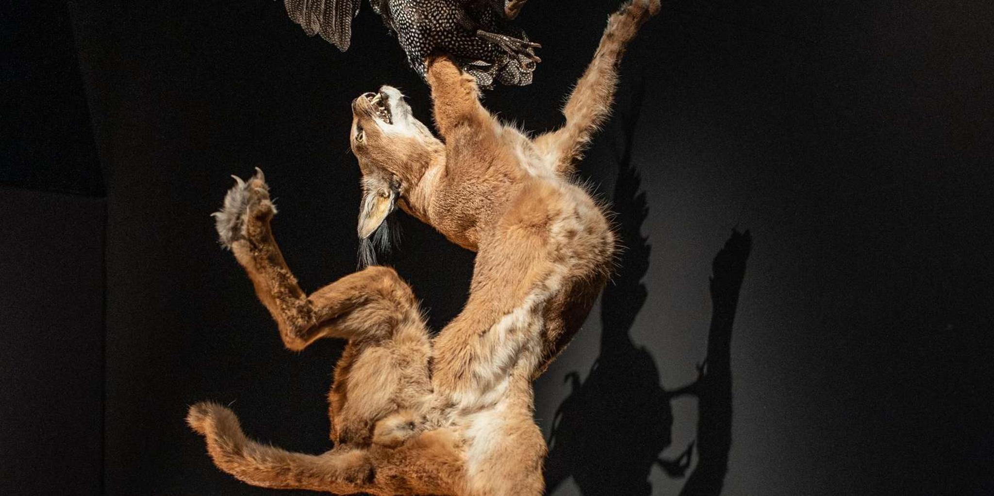 Los Angeles Natural History Museum Cat Exhibition - Image 4