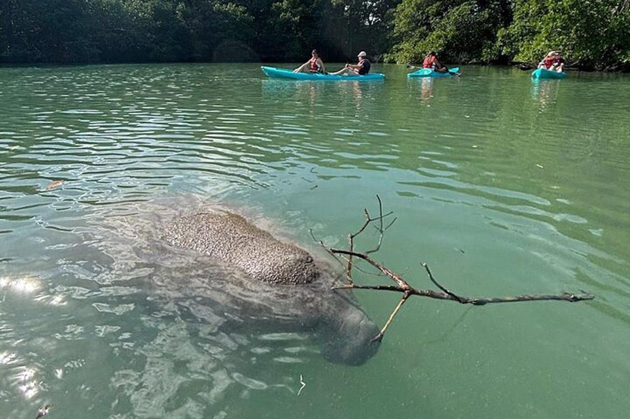 Miami Manatee Paddle Tour from Virginia Key 2 hr - Image 2