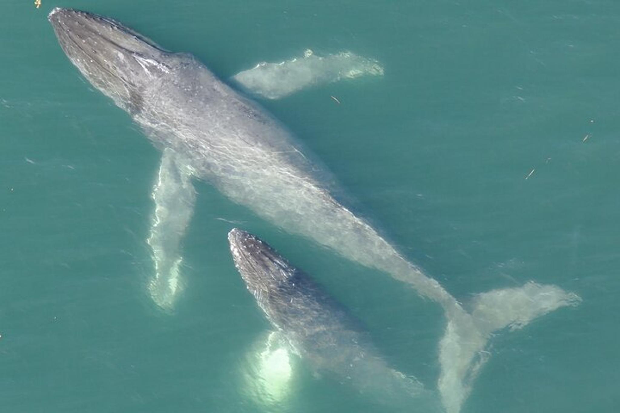 Alaska Whale Watching Drone Tour 3 hr - Image 2