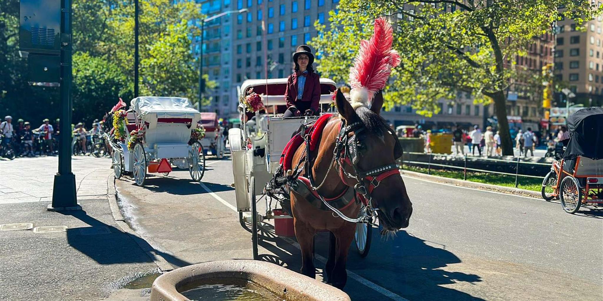 New York Central Park Horse Carriage Ride - Image 4