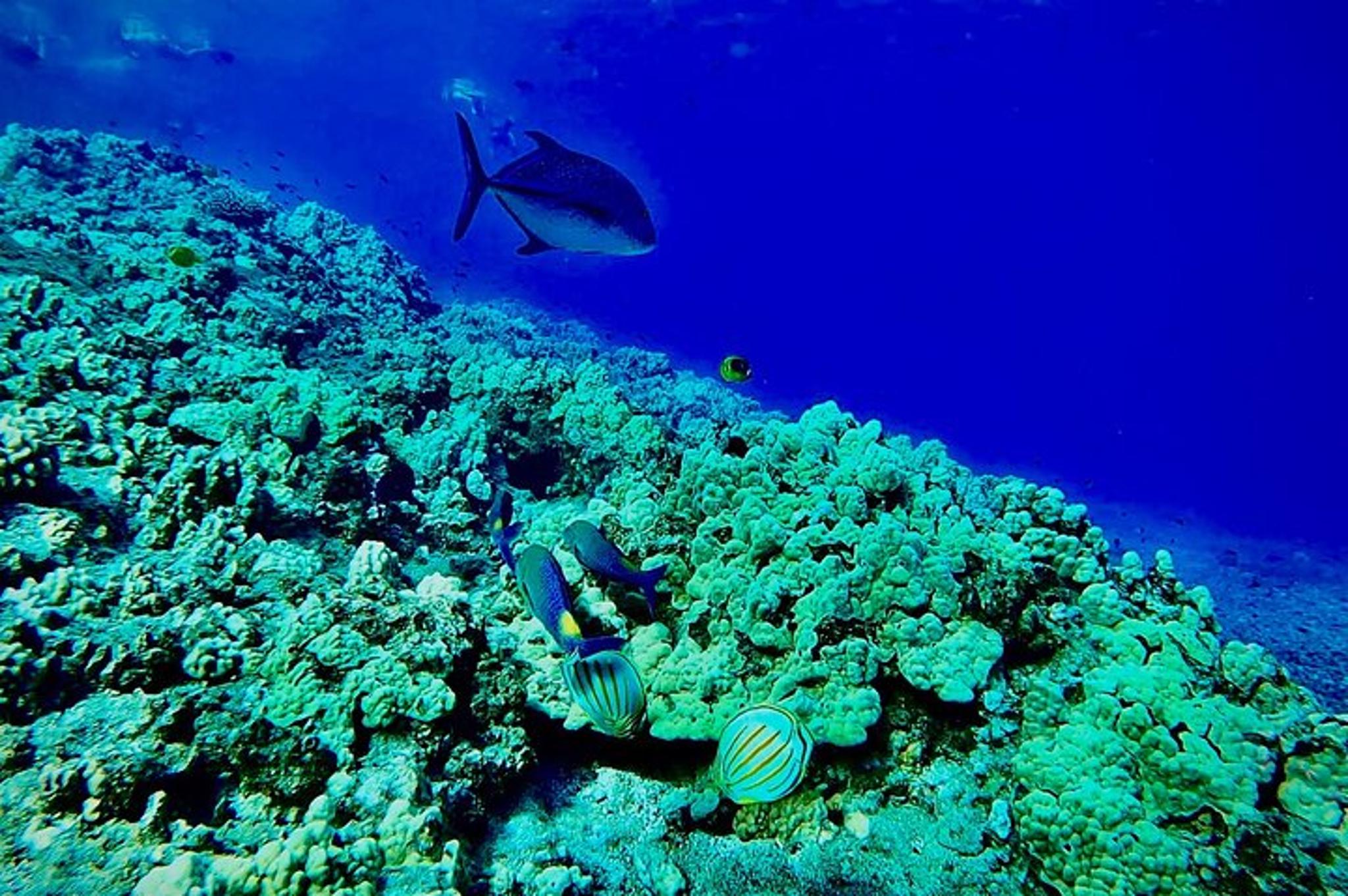 Maui Snorkel Tour with Marine Biologist 2 hr - Image 6