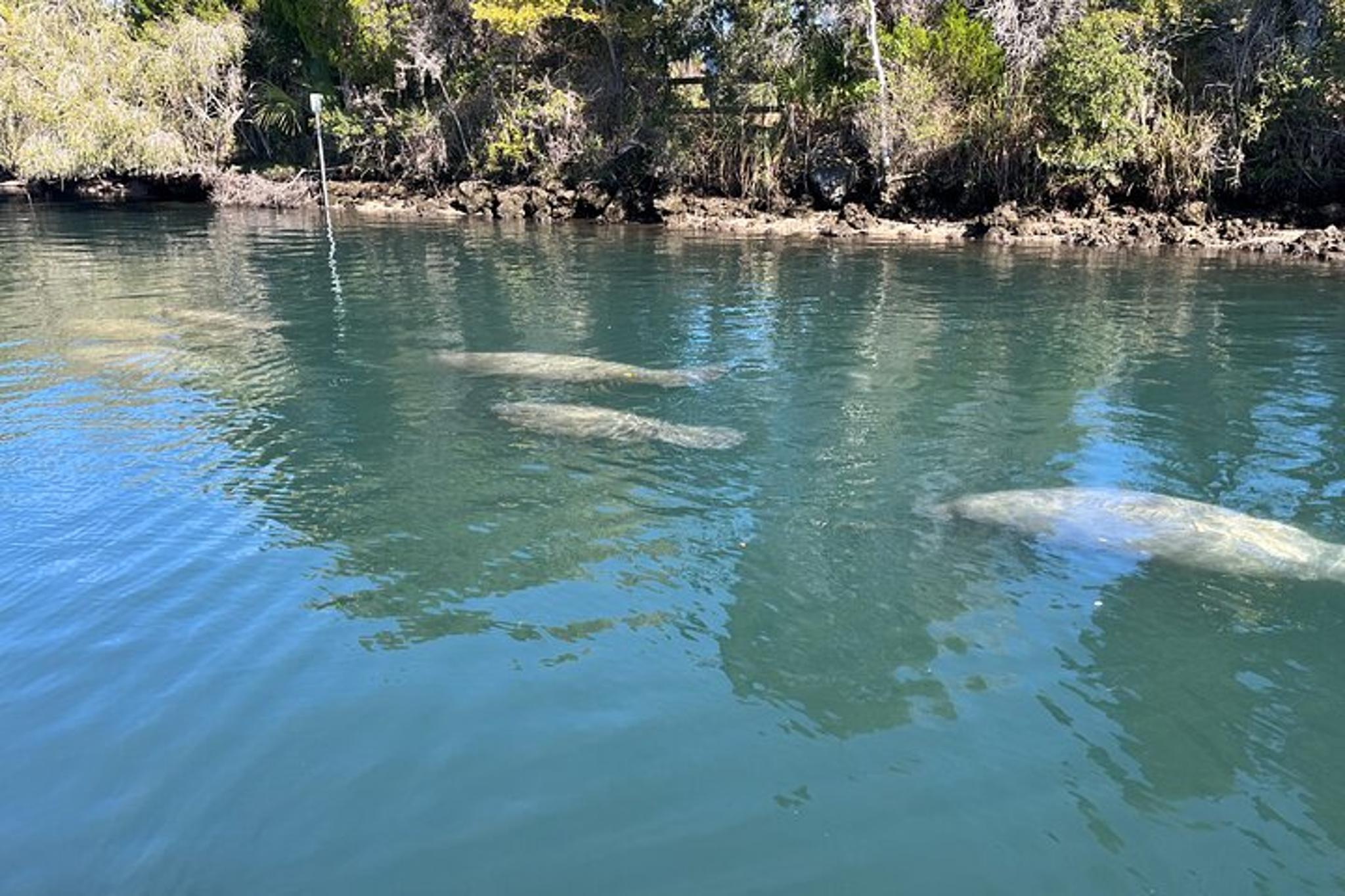 Kings Bay Eco Tour - Image 6