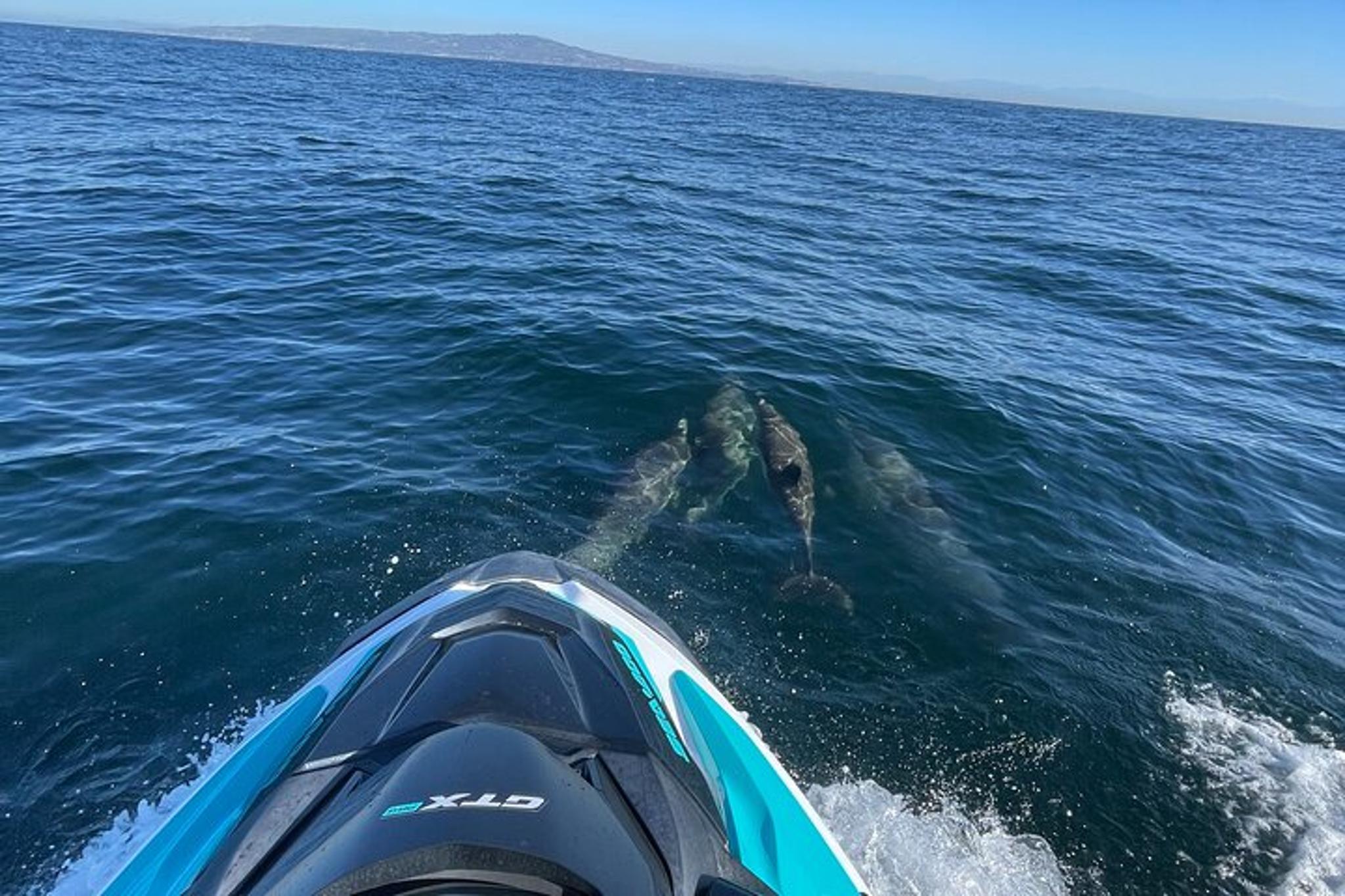 Long Beach Jetski Coastal Tour 2 hr - Image 6