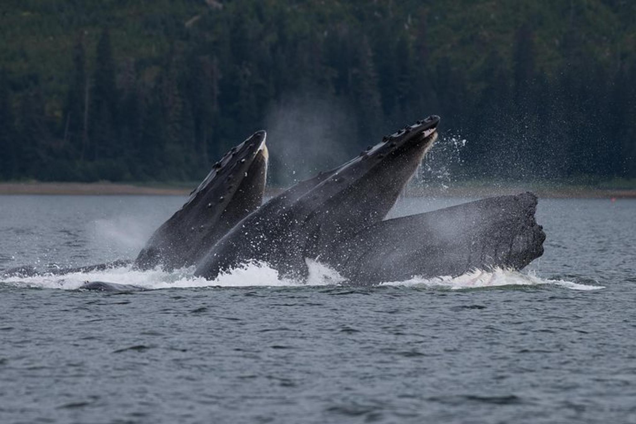 Hoonah Whale Watching Tour in Icy Strait - Image 2