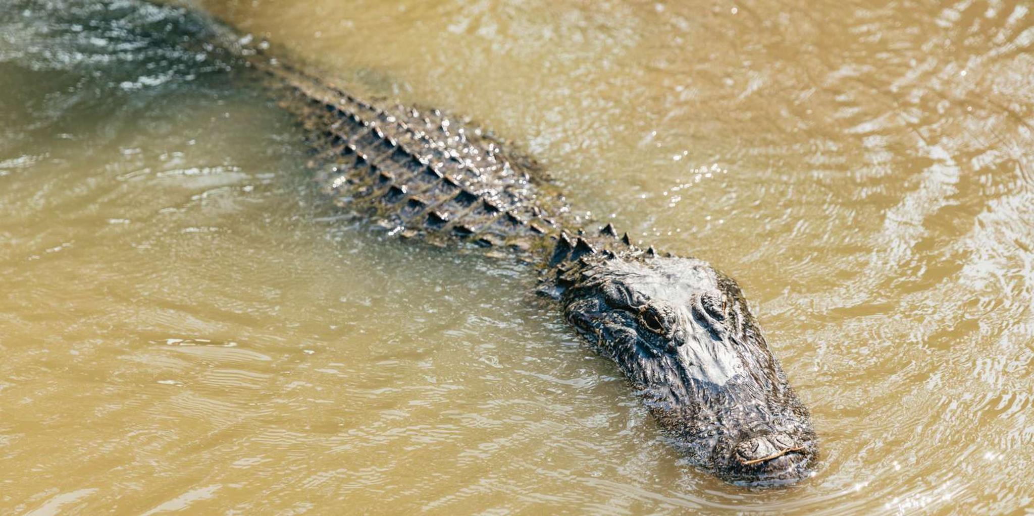 New Orleans Airboat Swamp Tour - Image 3