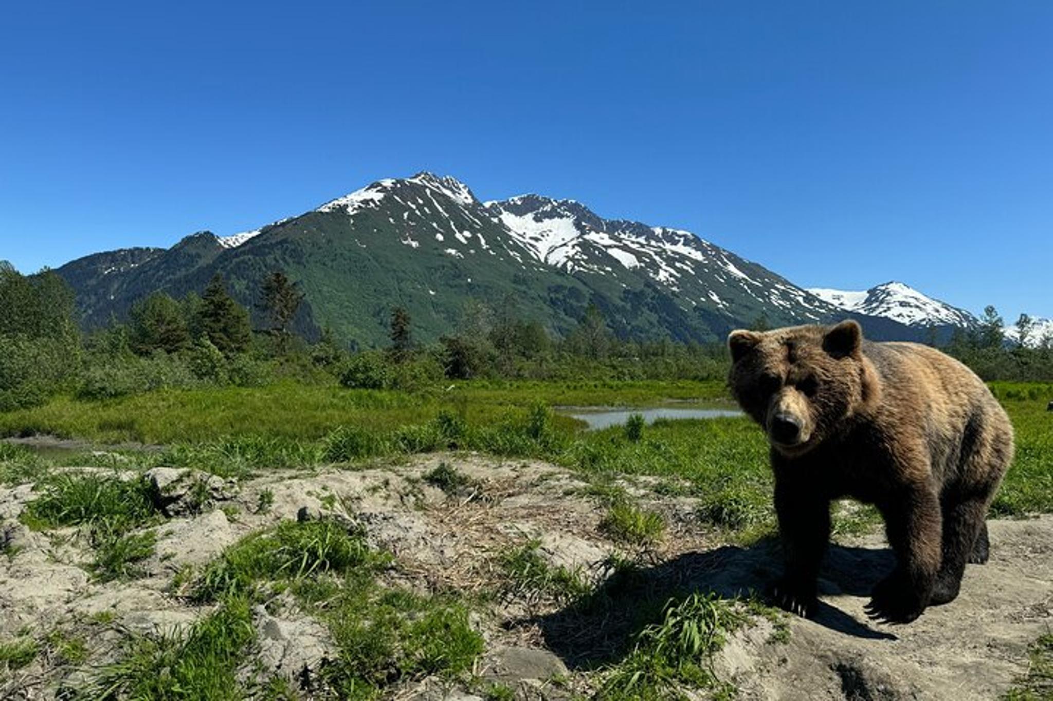 Anchorage Turnagain Arm and Portage Valley Tour