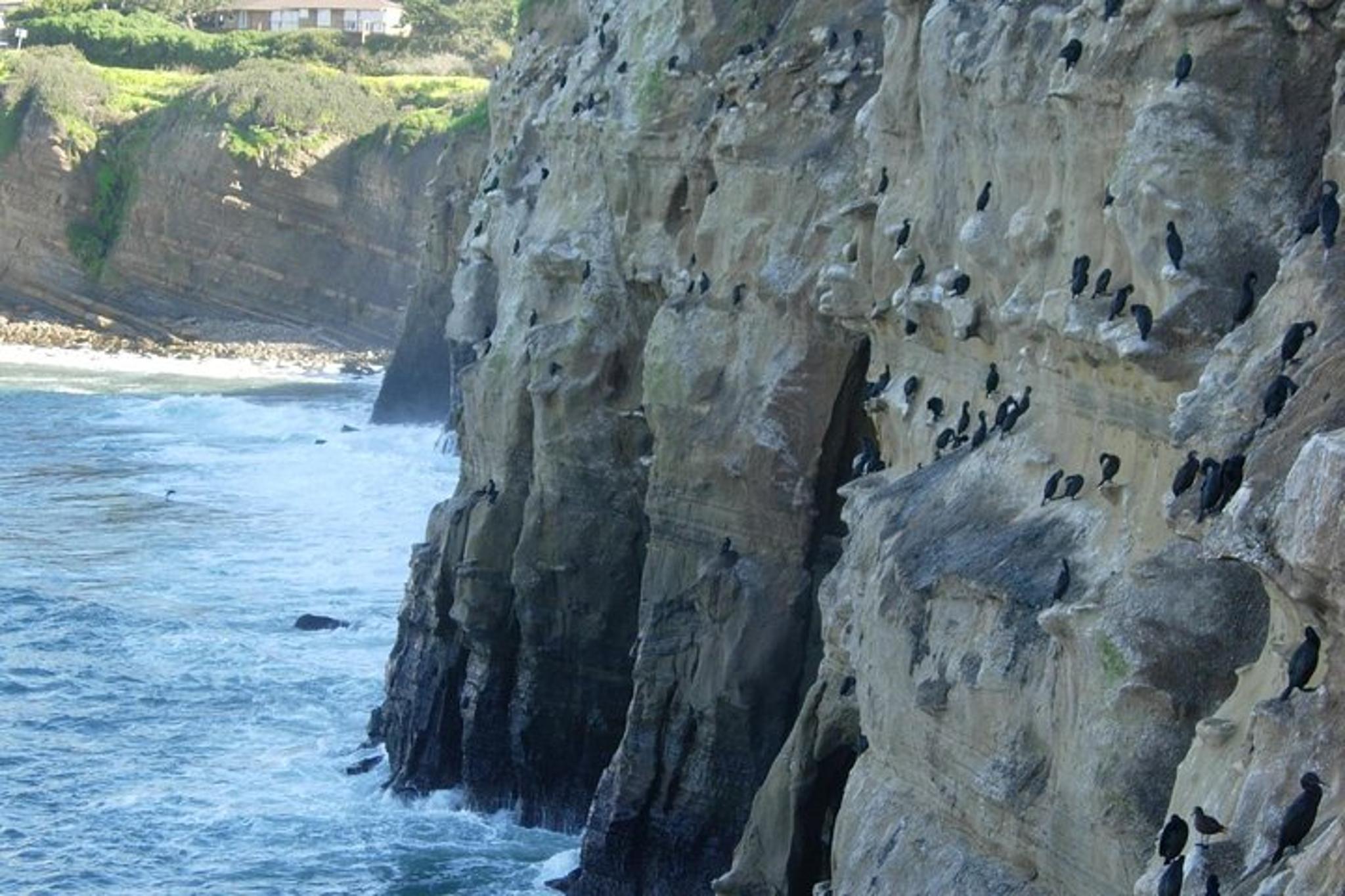 La Jolla Sea Caves Kayak Tour - Image 6