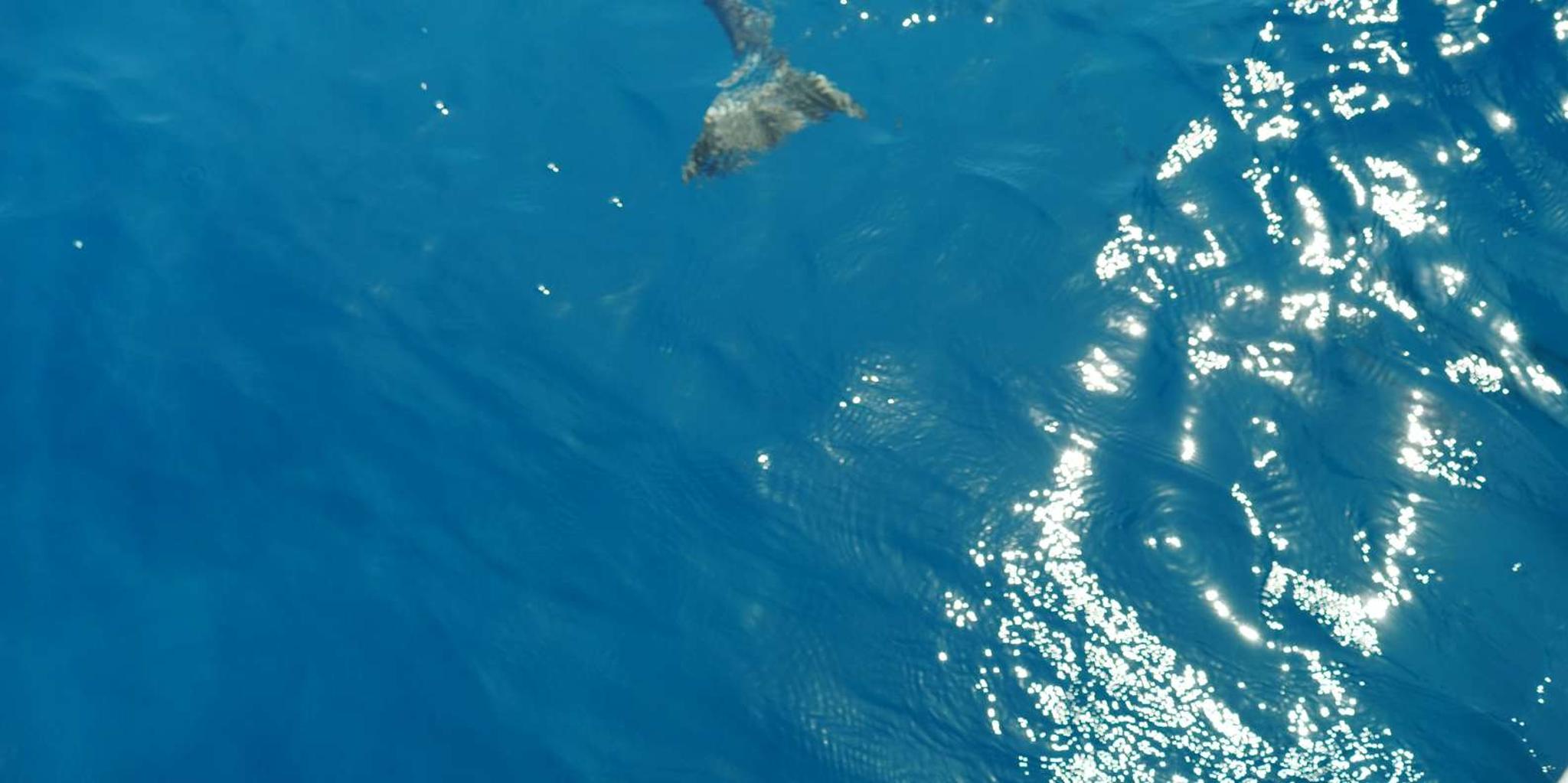 Maui Snorkel Tour from Ka'anapali Beach - Image 4