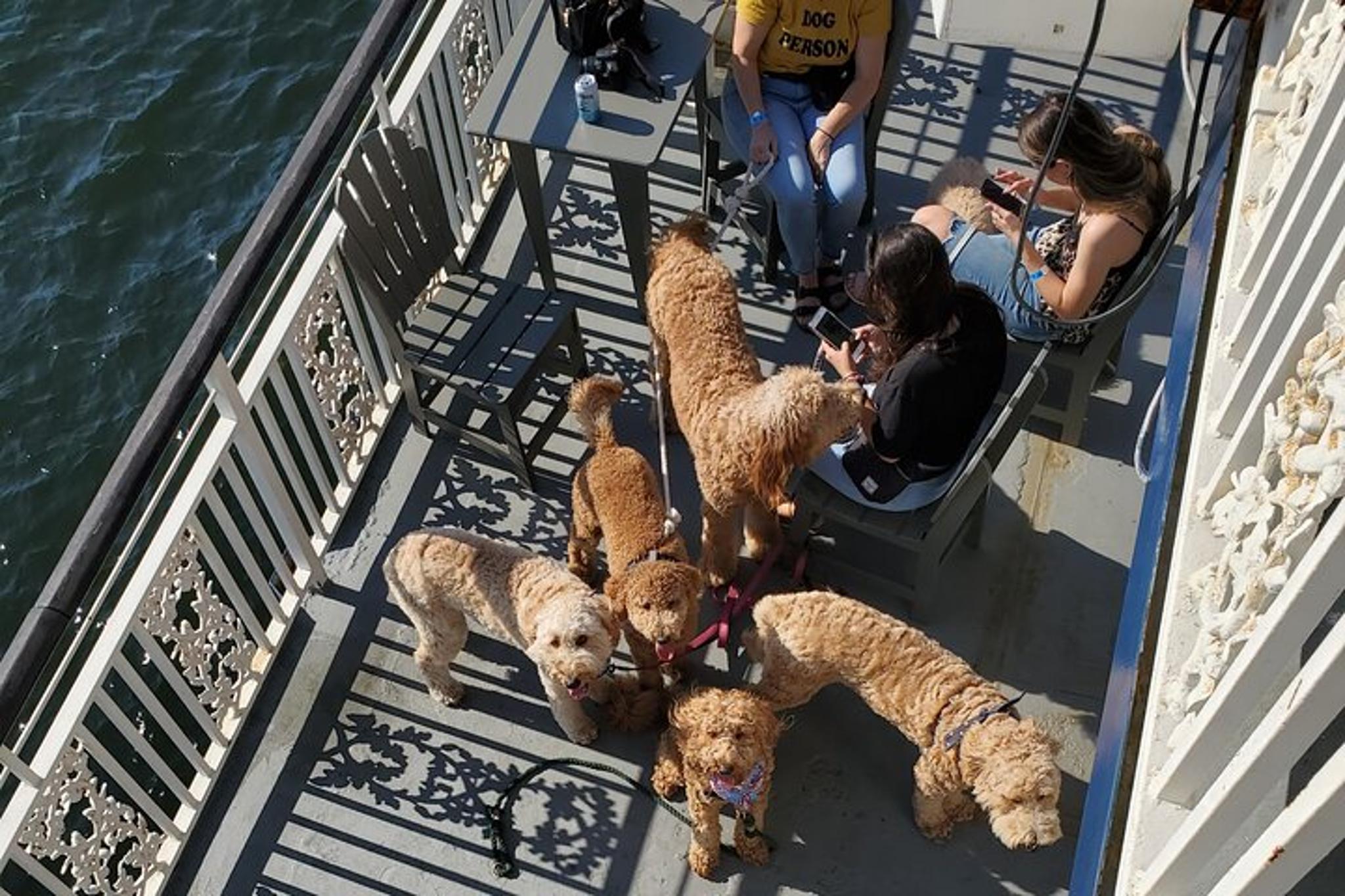 Boston Harbor Dog-Friendly Cruise 90 Min - Image 5