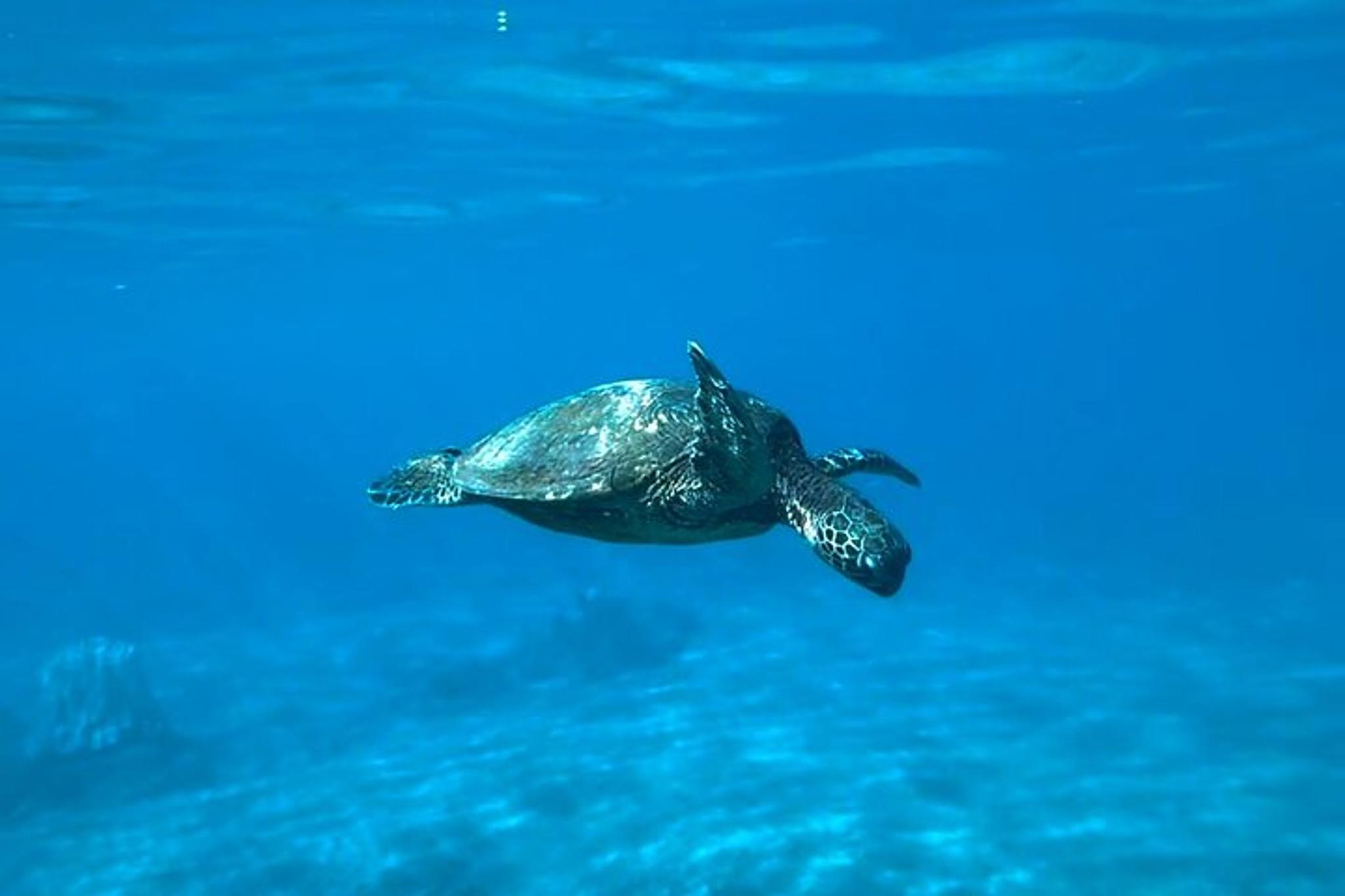Maui Snorkeling Tour with Photos 2.5 hr - Image 2