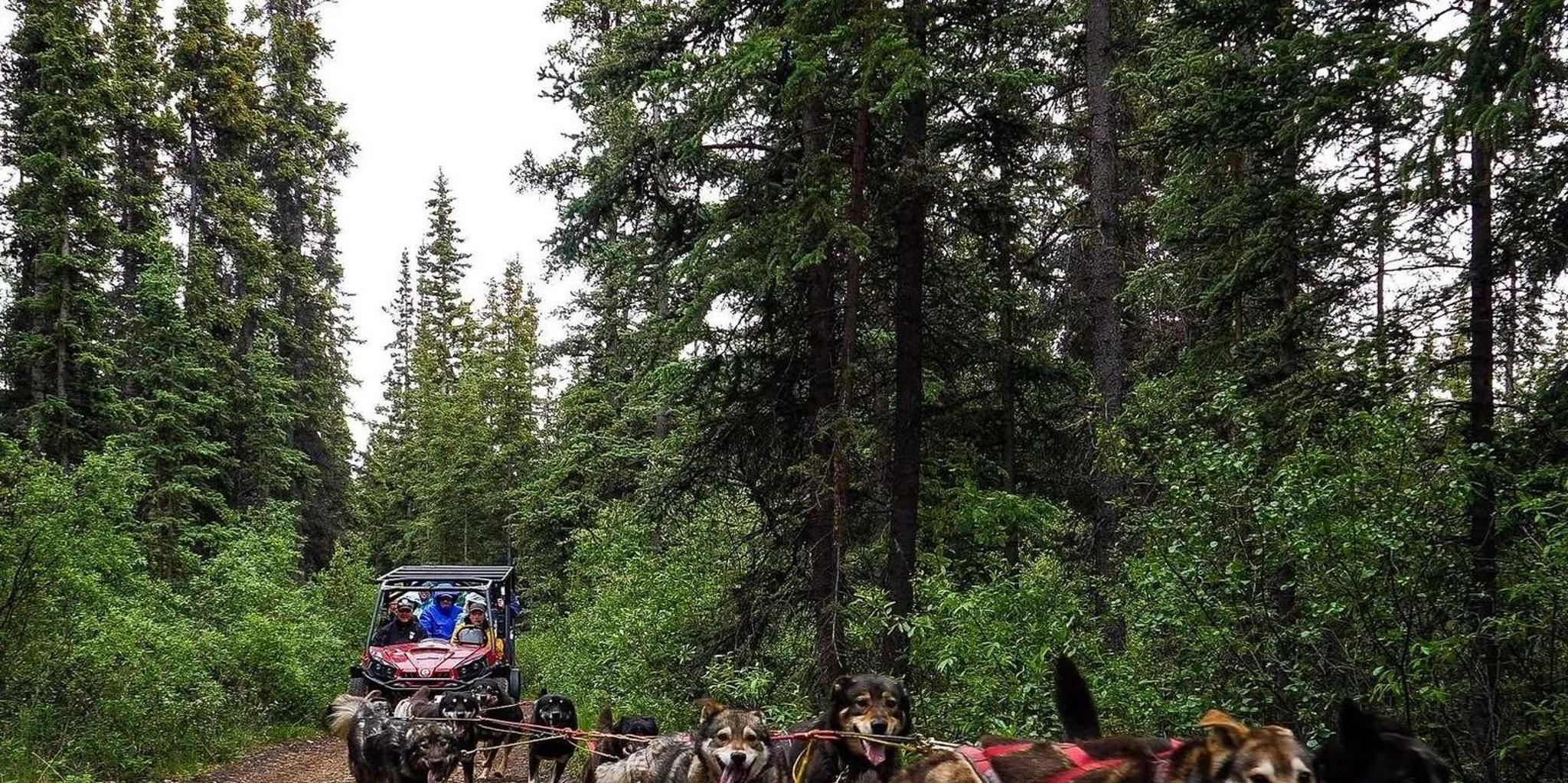 Skagway Yukon Dog Mushing Tour