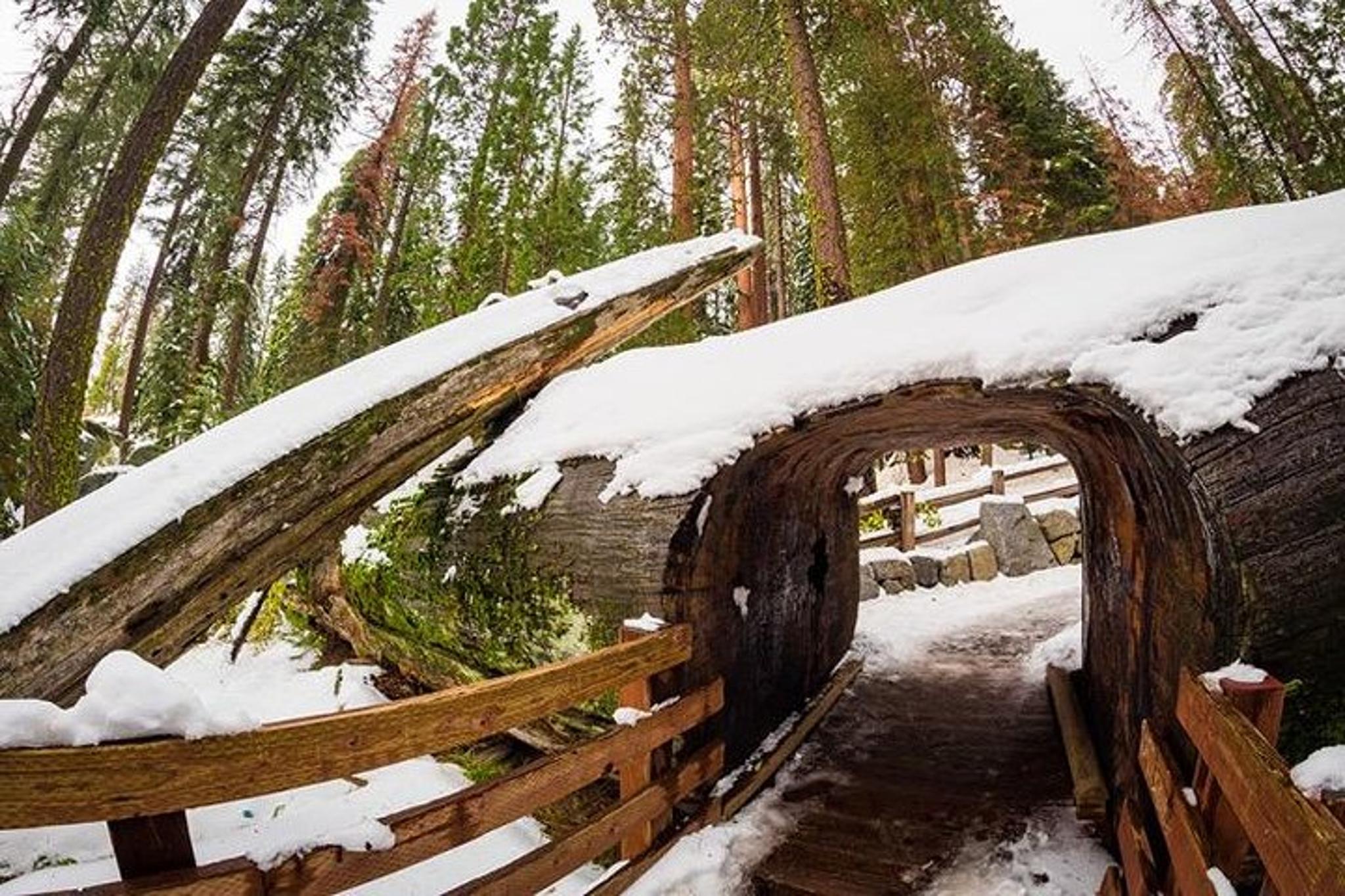 Tulare Sequoia National Park Adventure - Image 4