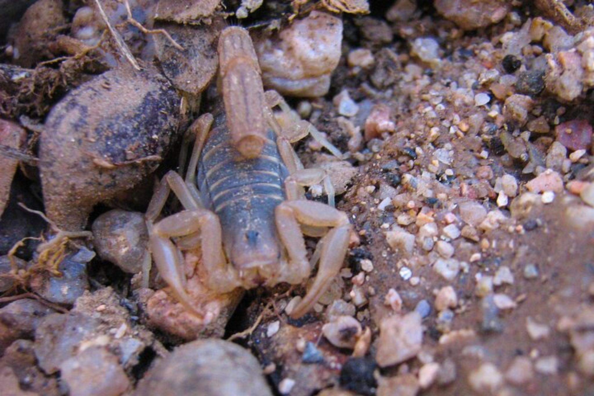 Sonoran Desert Reptile Hunting Tour 4 hr - Image 6