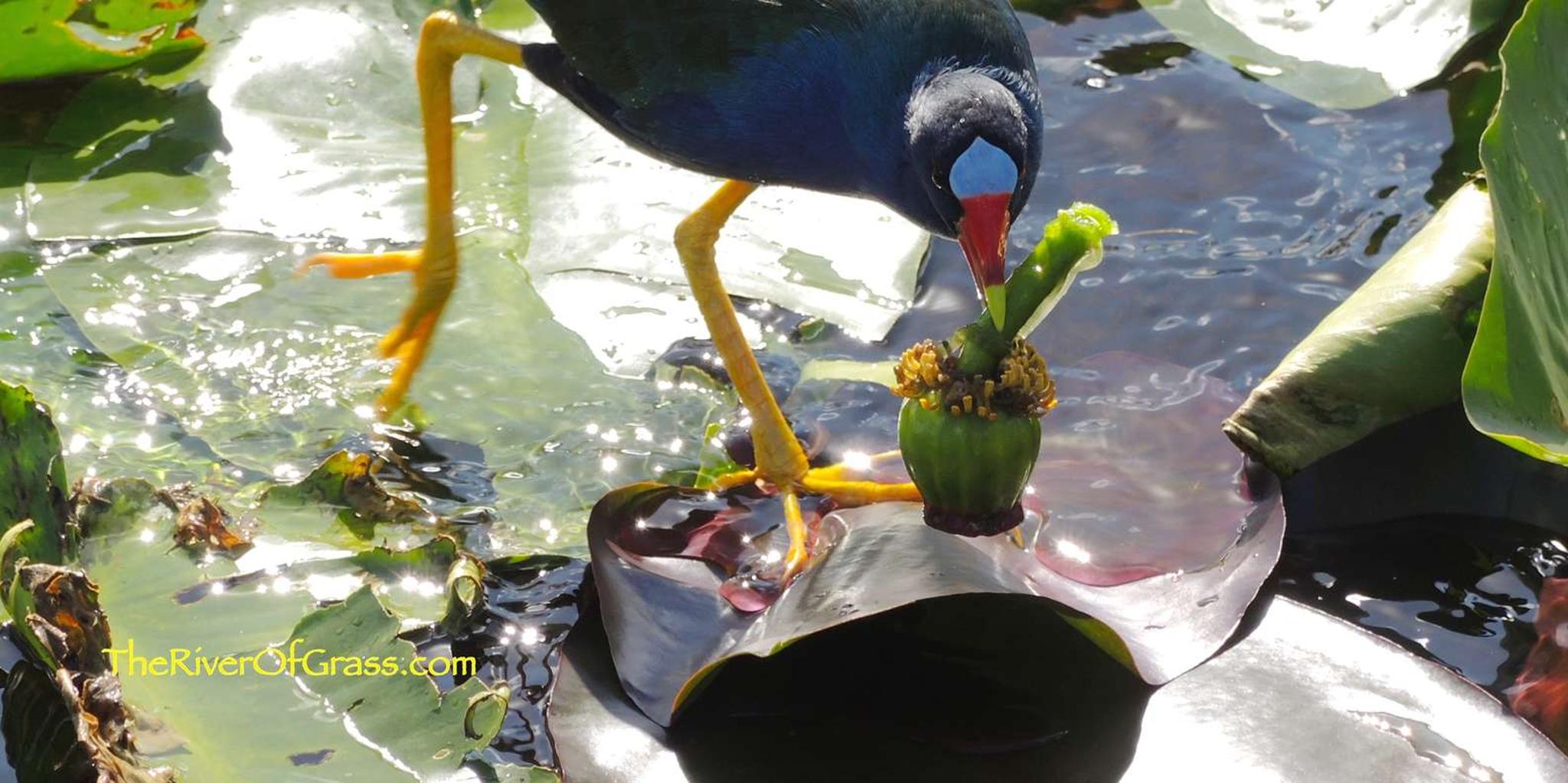 Miami Everglades Airboat Tour - Image 2