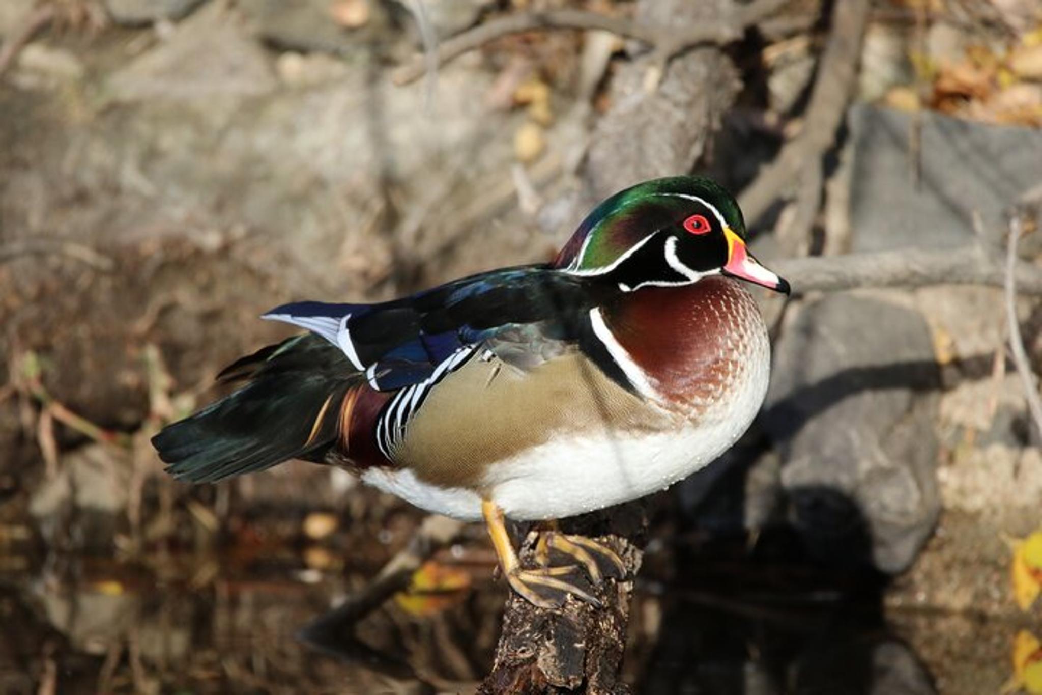 Colorado Nature Tour for Couples - Image 3