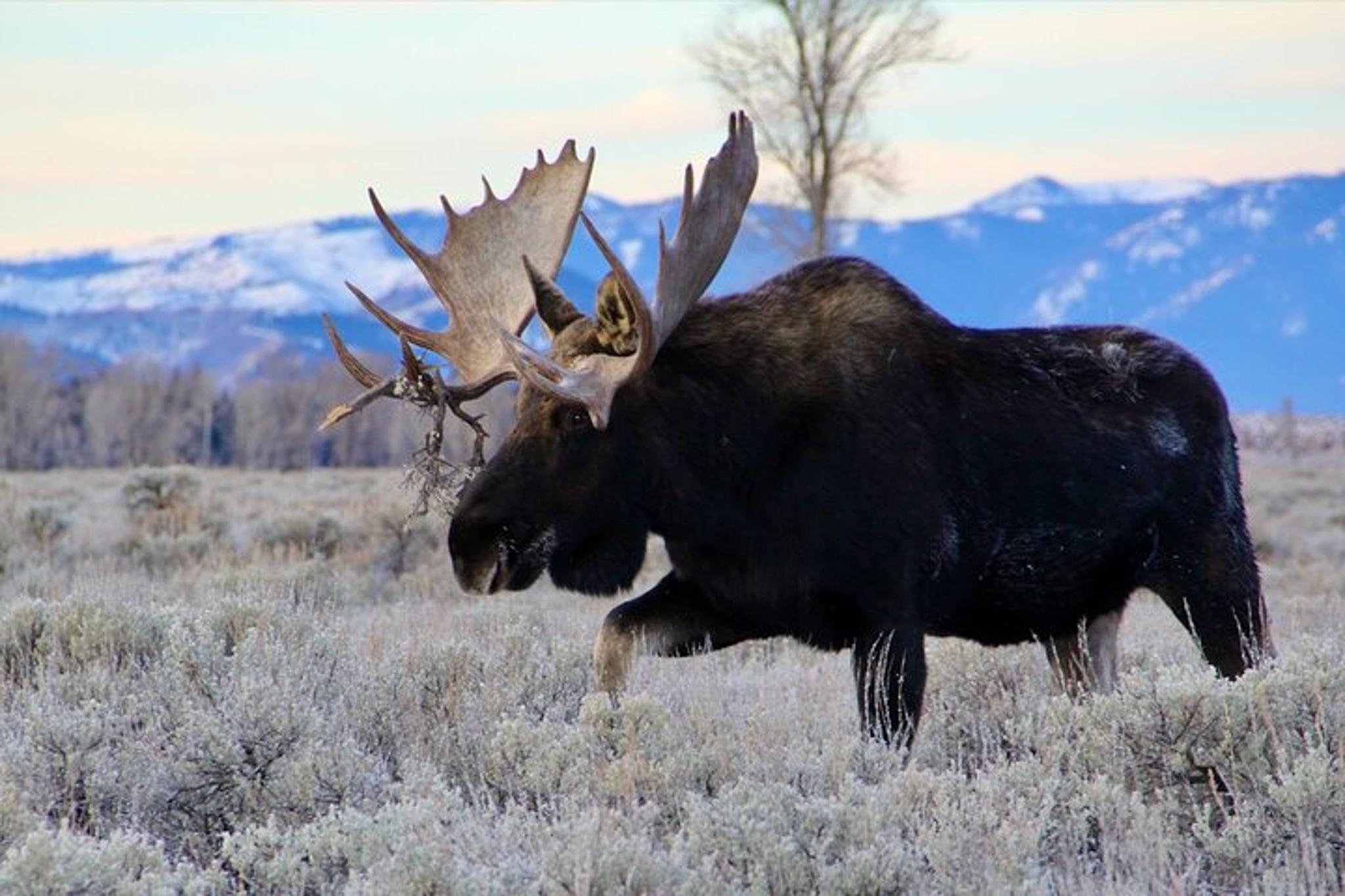 Jackson Wildlife Safari in Grand Teton National Park Full Day - Image 1
