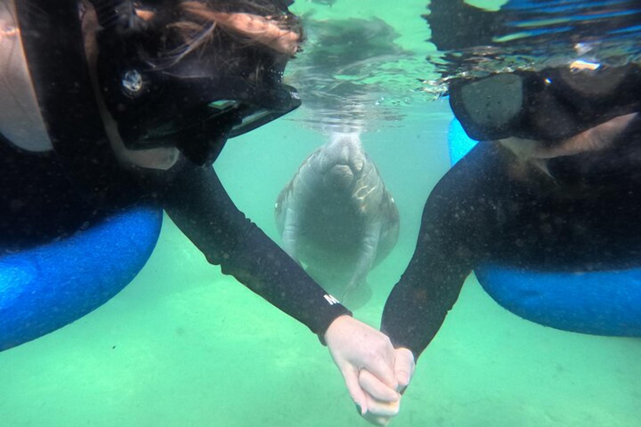 Crystal River Manatee Swim Tour - Image 4