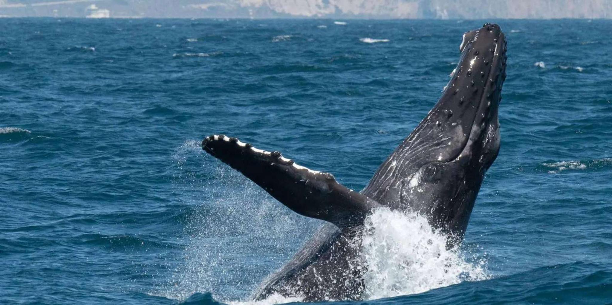 Dana Point Whale Watching Tour