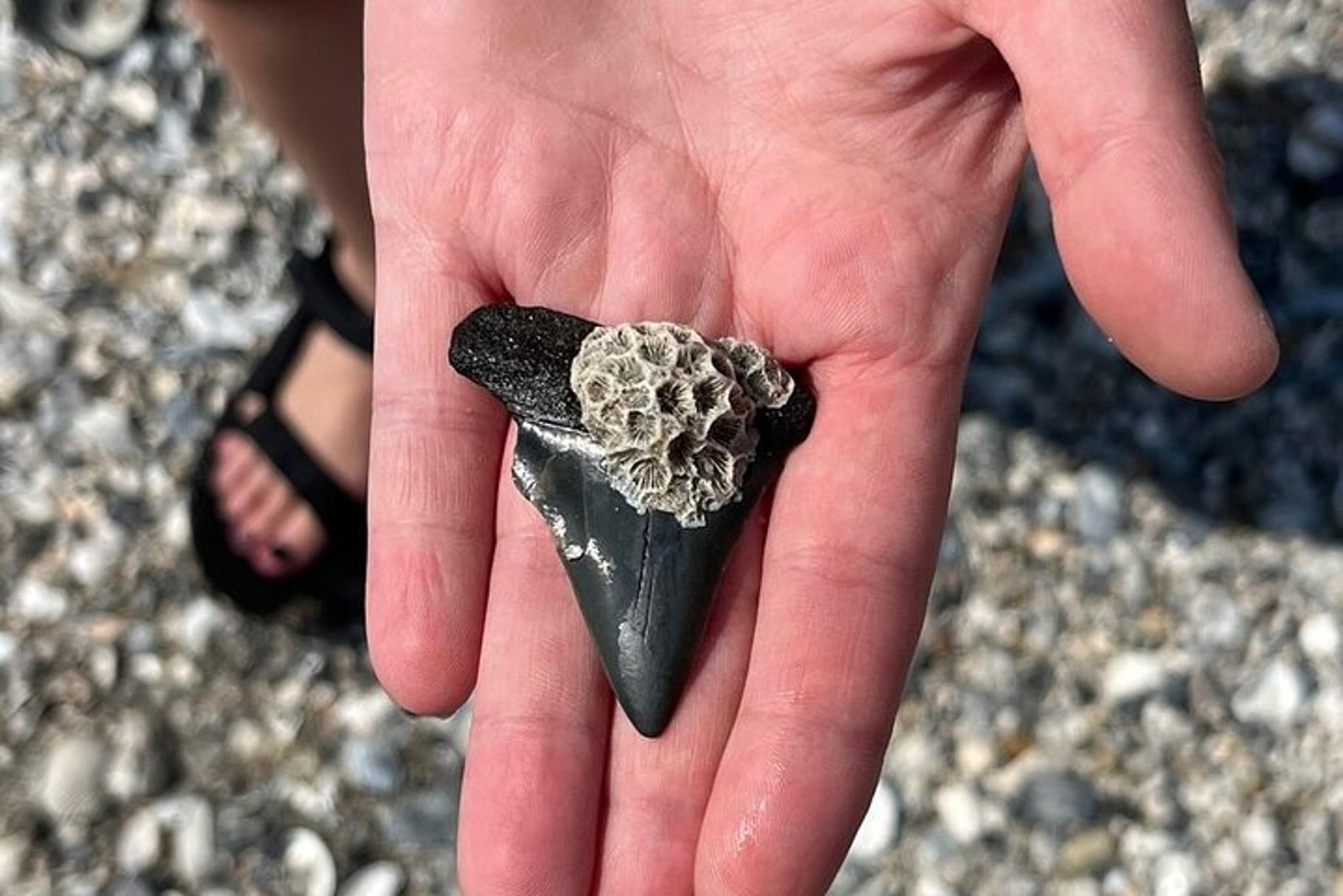 Charleston Fossil Excursion with Local Guide - Image 1