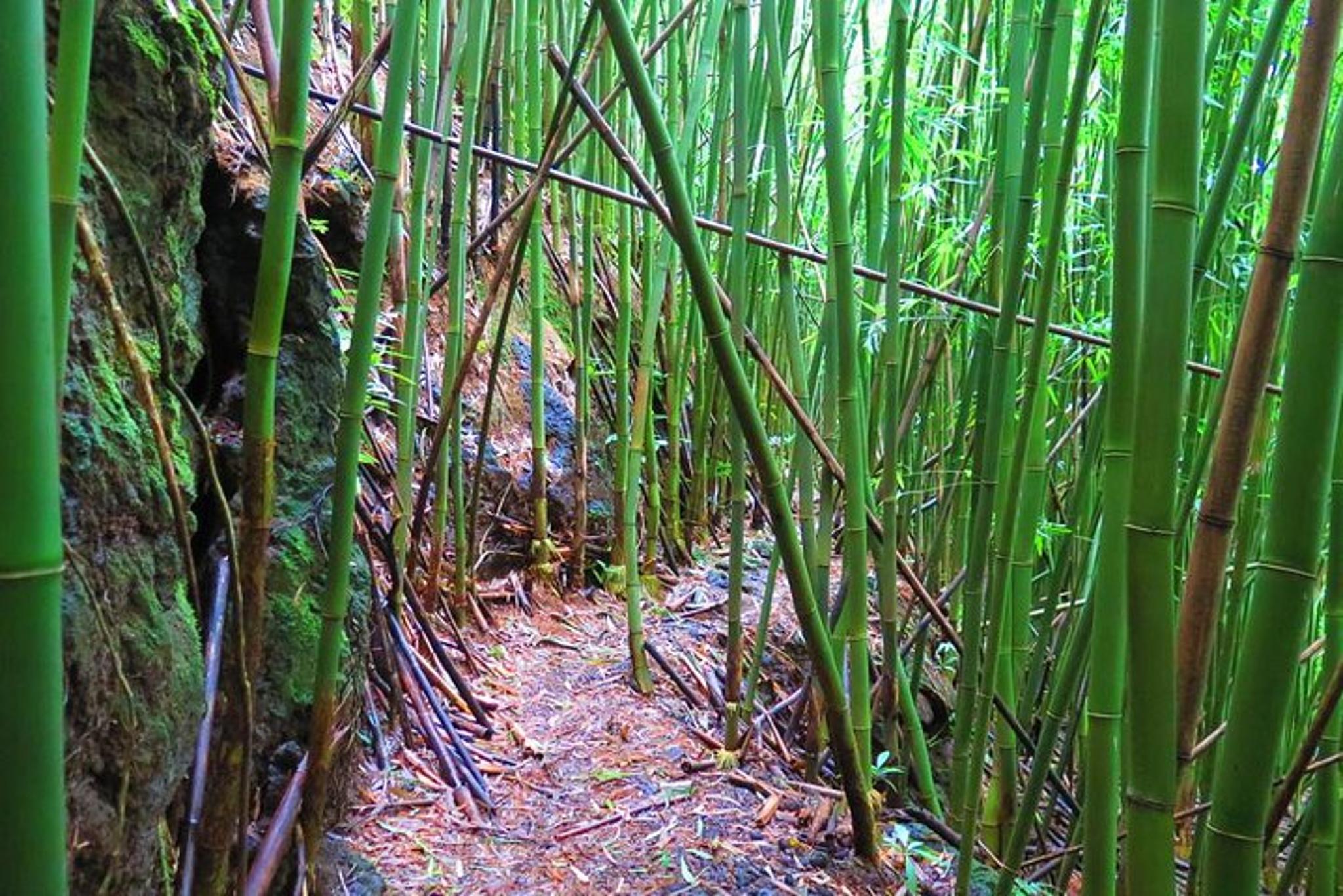 Honolulu Waterfall Hike in Ko‘olau Mountains - Image 6