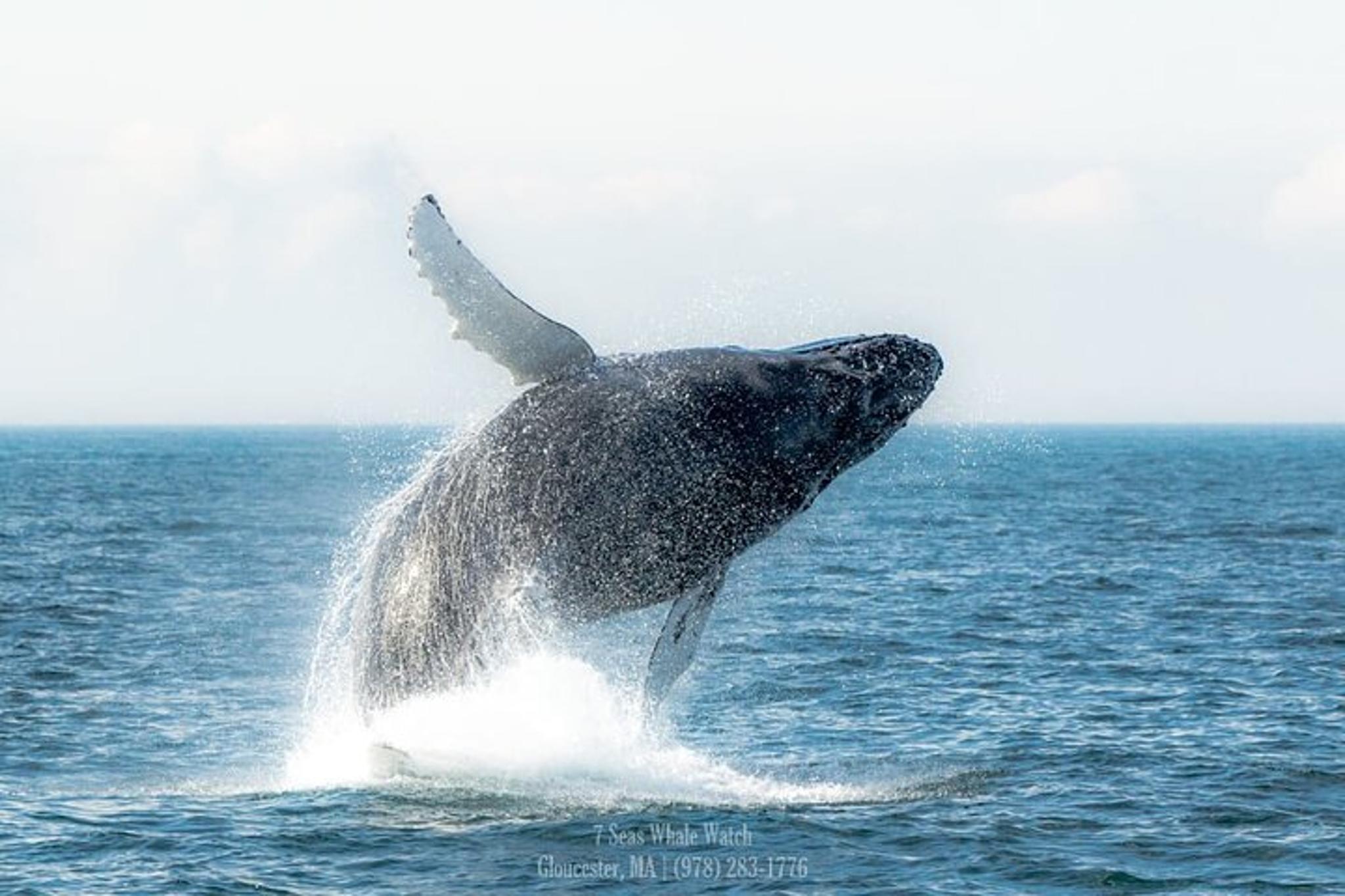 Gloucester Whale Watching Tour to Stellwagen Bank - Image 6