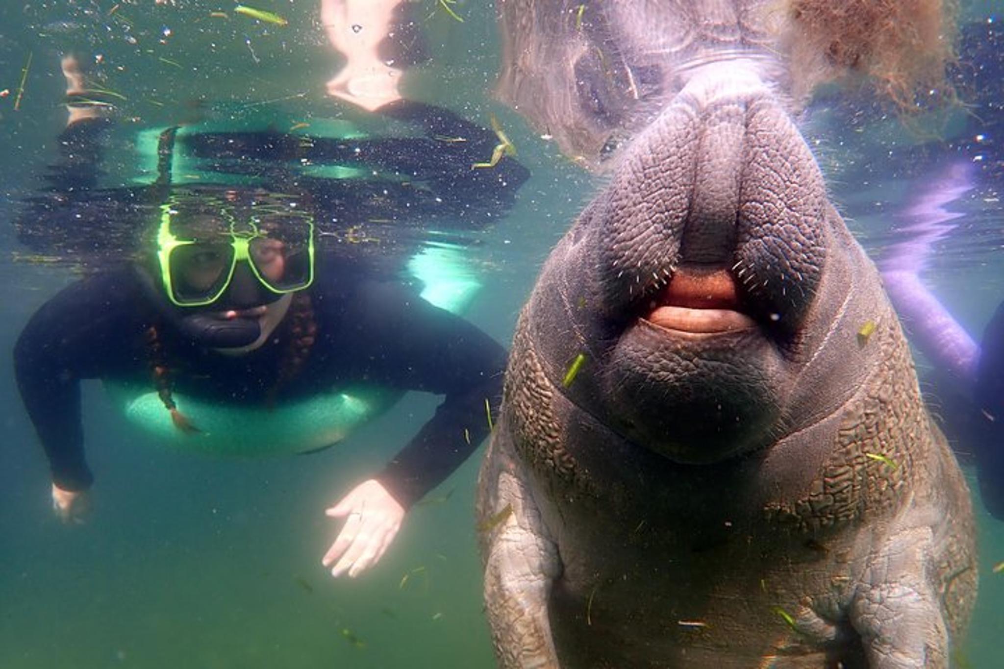 Crystal River Manatee Snorkel Tour