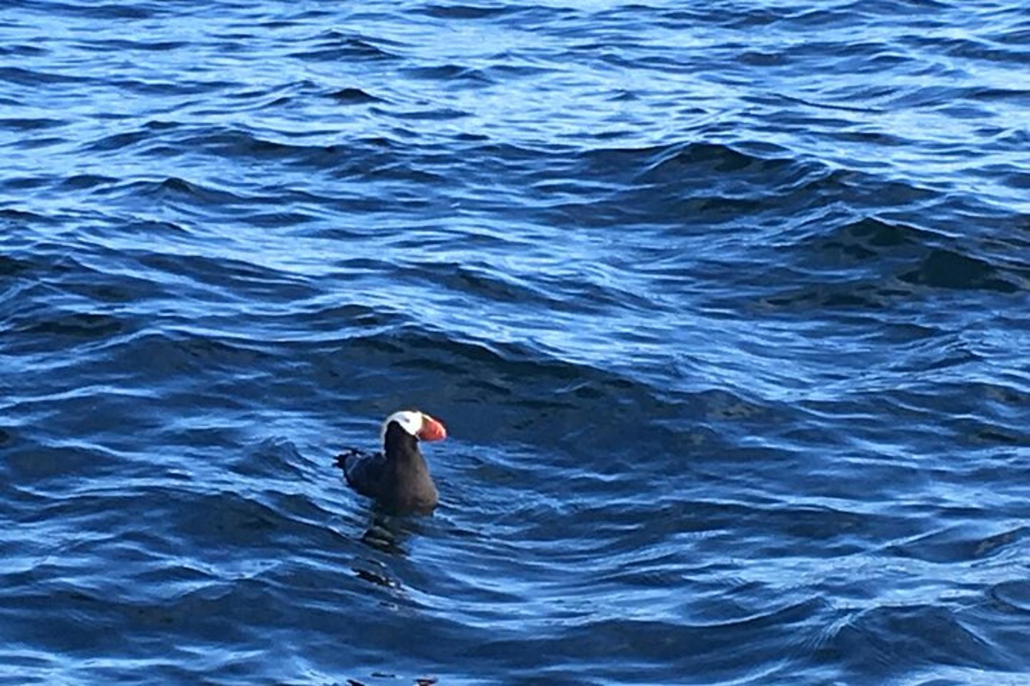Sitka Scenic Wildlife Boat Tour - Image 6