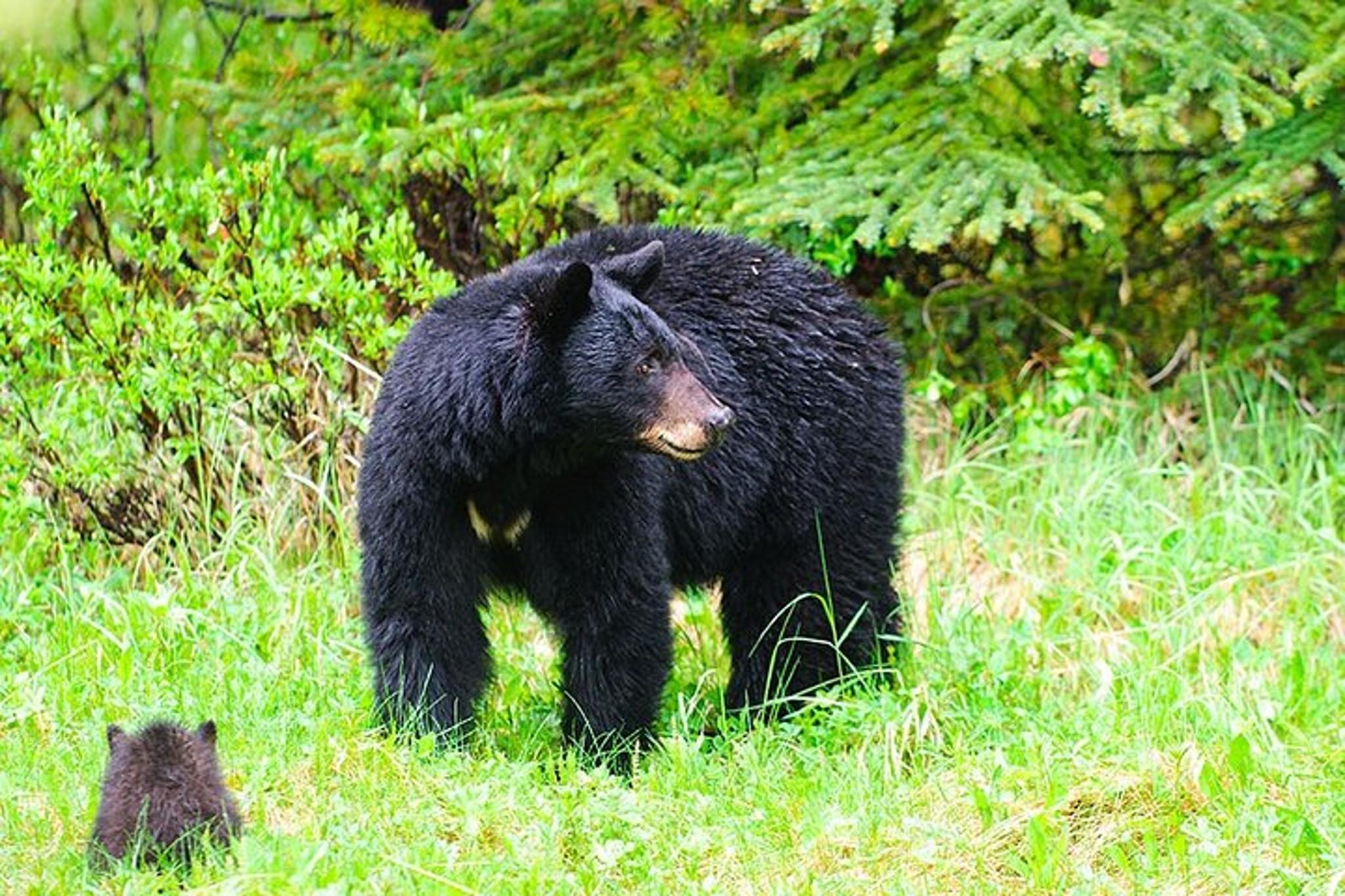 Ketchikan Private Tour with Pick Up