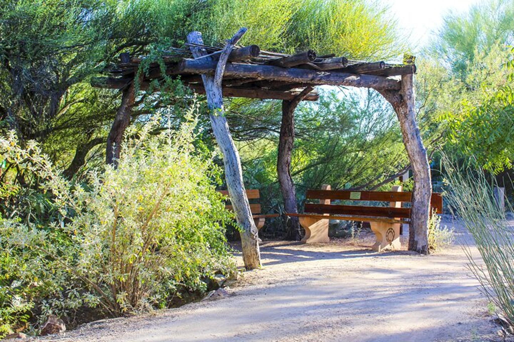 Sonoran Desert Exploration - Image 2