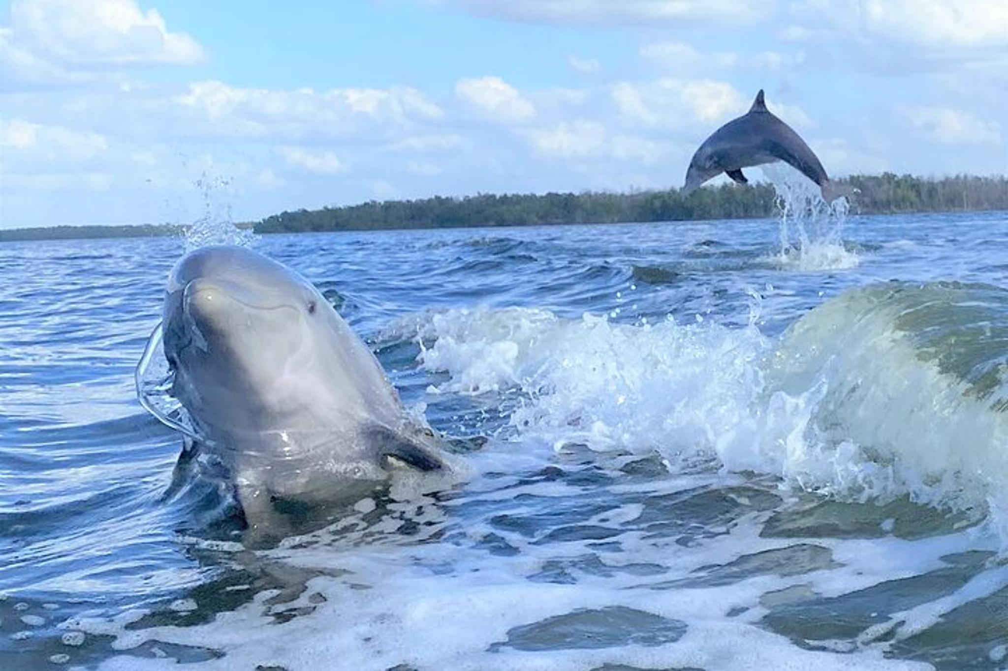Everglades Birding, Dolphin, and Wildlife Boat Tour - Image 2
