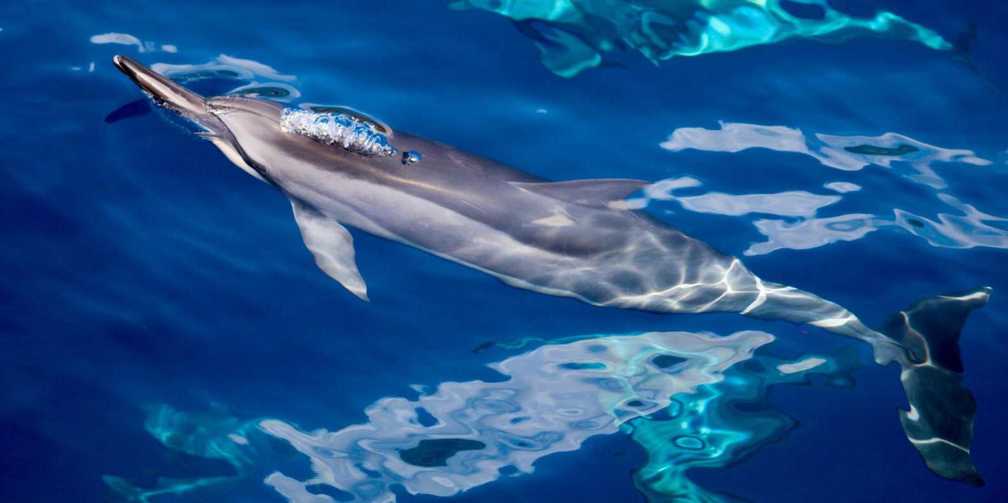 Maui Lanai Snorkel and Dolphin Watch 5 hr