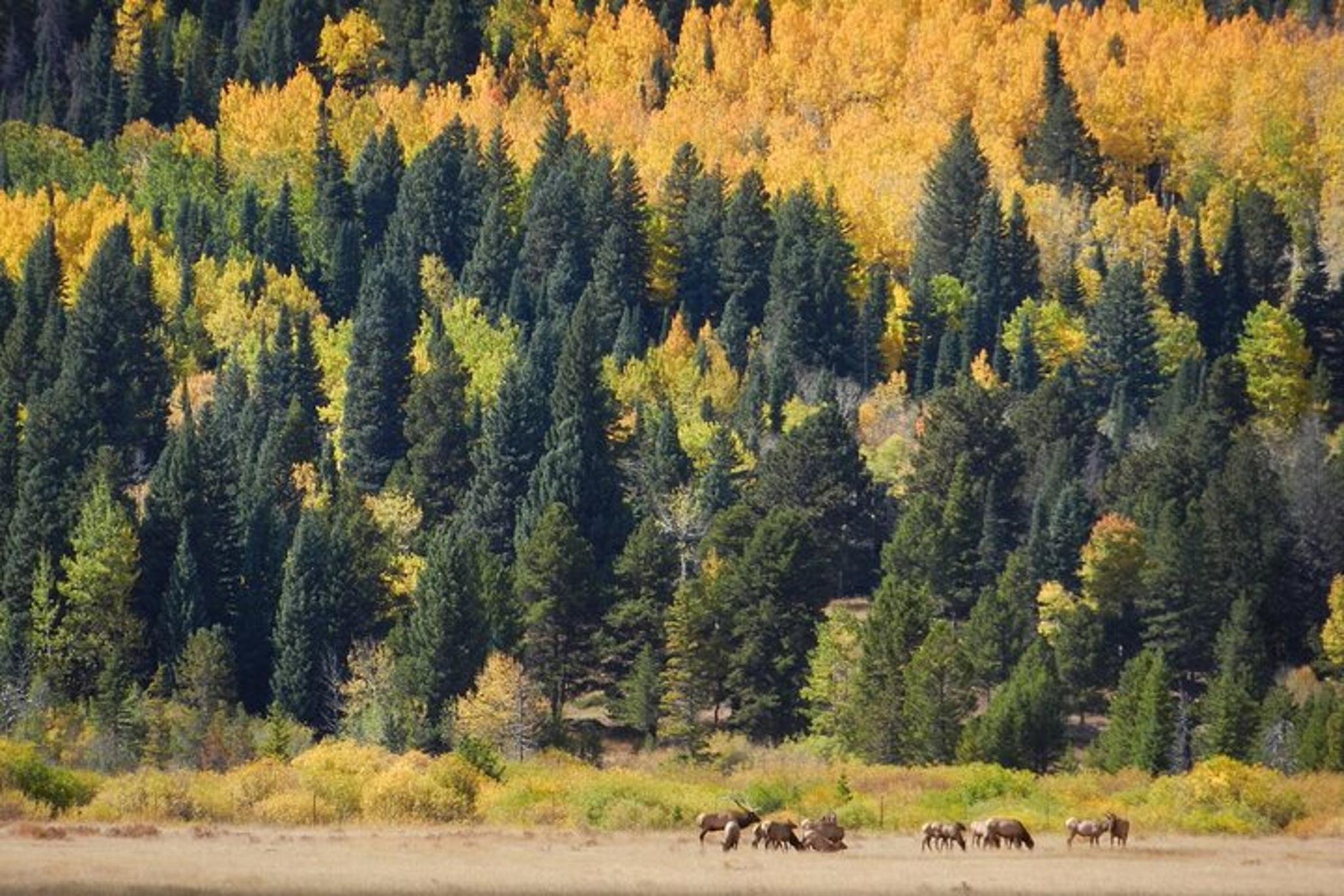 Estes Park Bear Lake Road Private Tour - Image 2