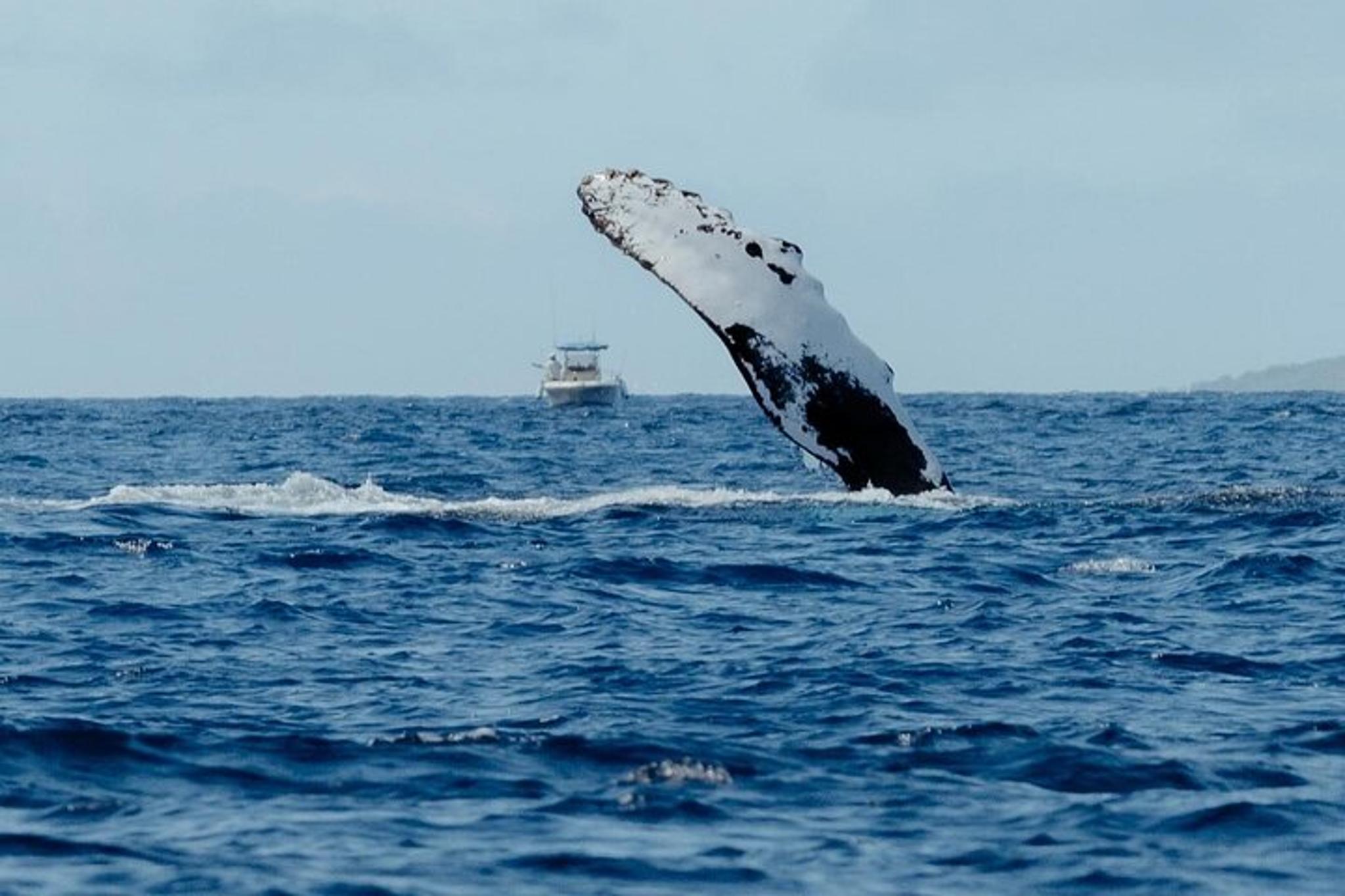Kona Whale Watching Tour - Image 2