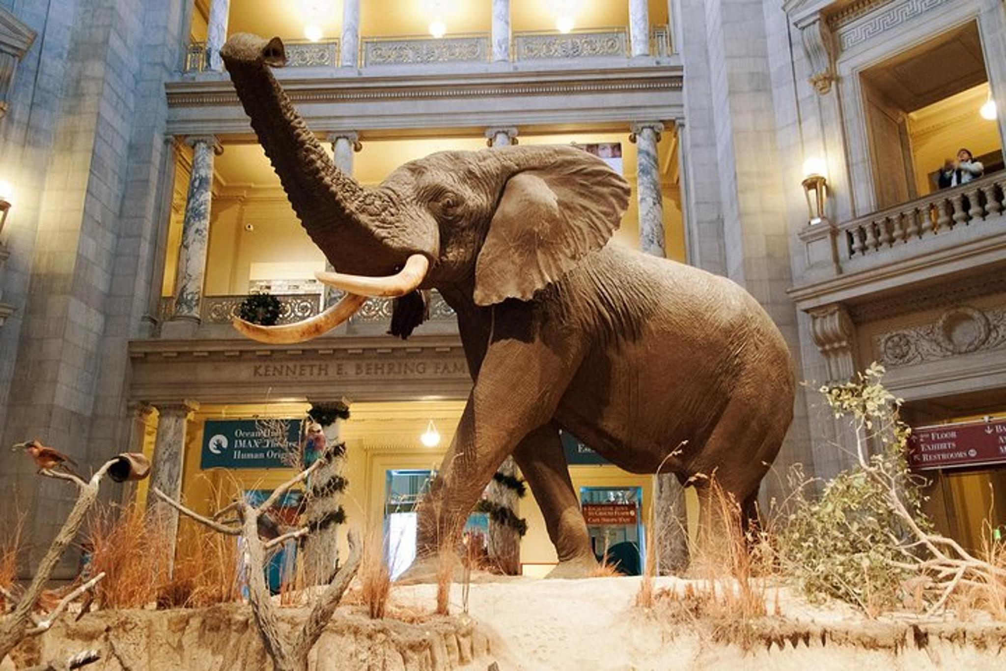 Washington D.C. Smithsonian Museum of Natural History Tour