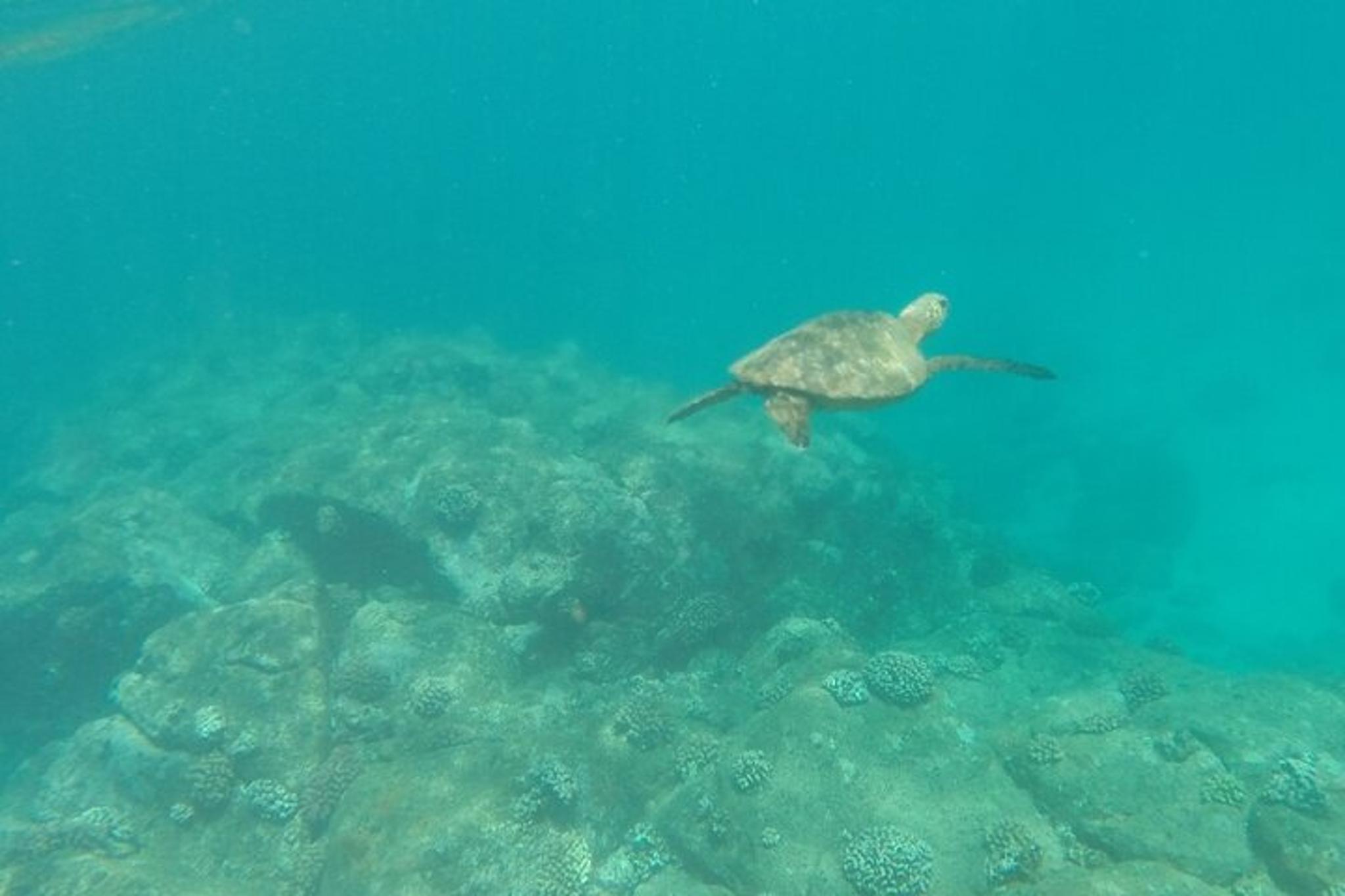 Haleiwa Stand Up Paddle Nature and Turtle Tour - Image 3