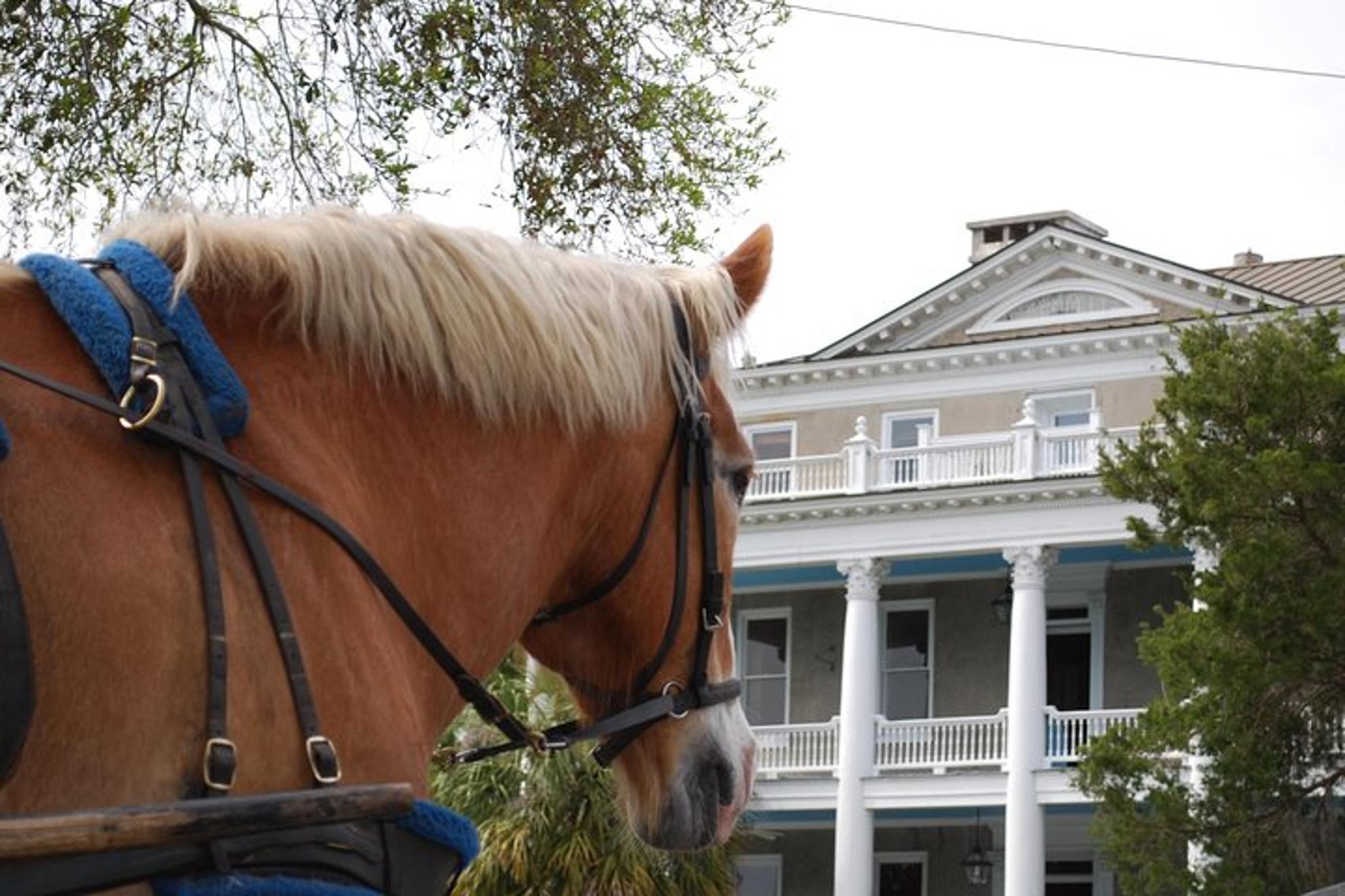 Beaufort Horse Drawn Carriage Tour - Image 2