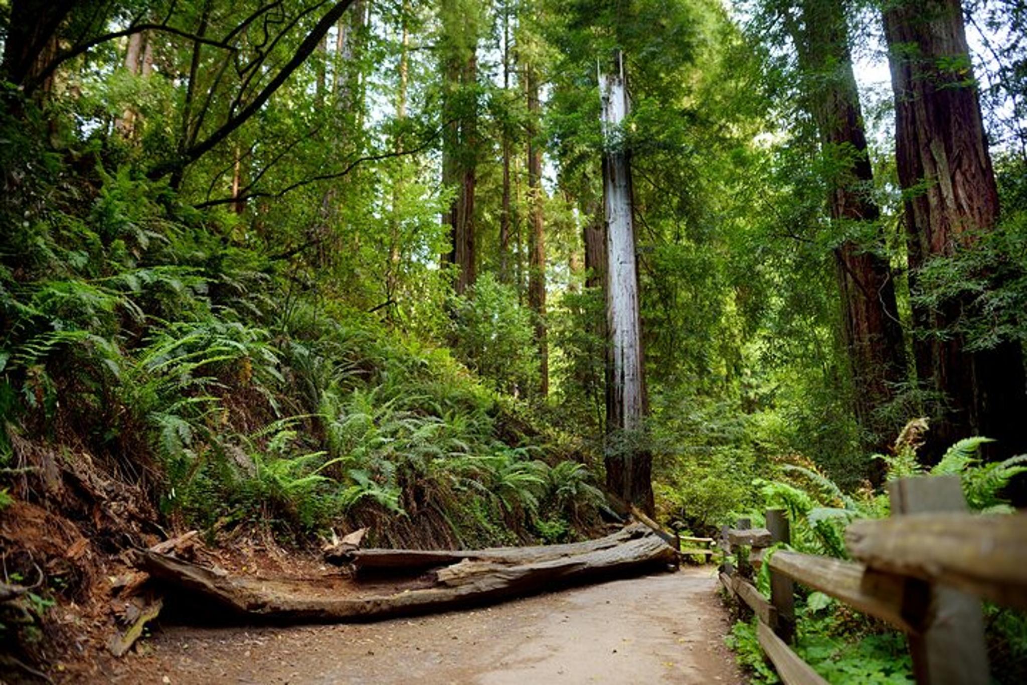 San Francisco Muir Woods Tour - Image 4