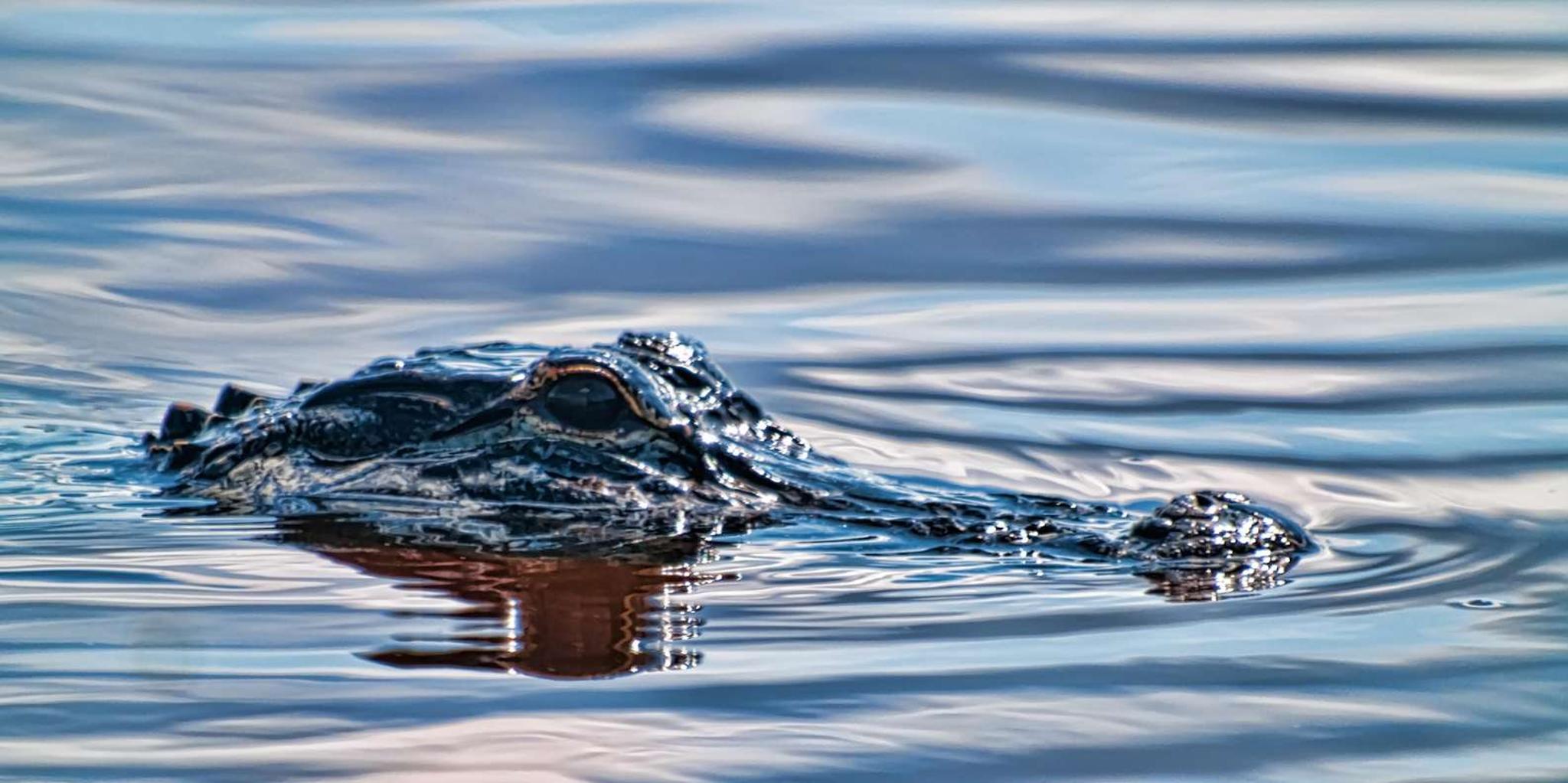 Miami Everglades Airboat Tour with Wildlife Exhibit - Image 6