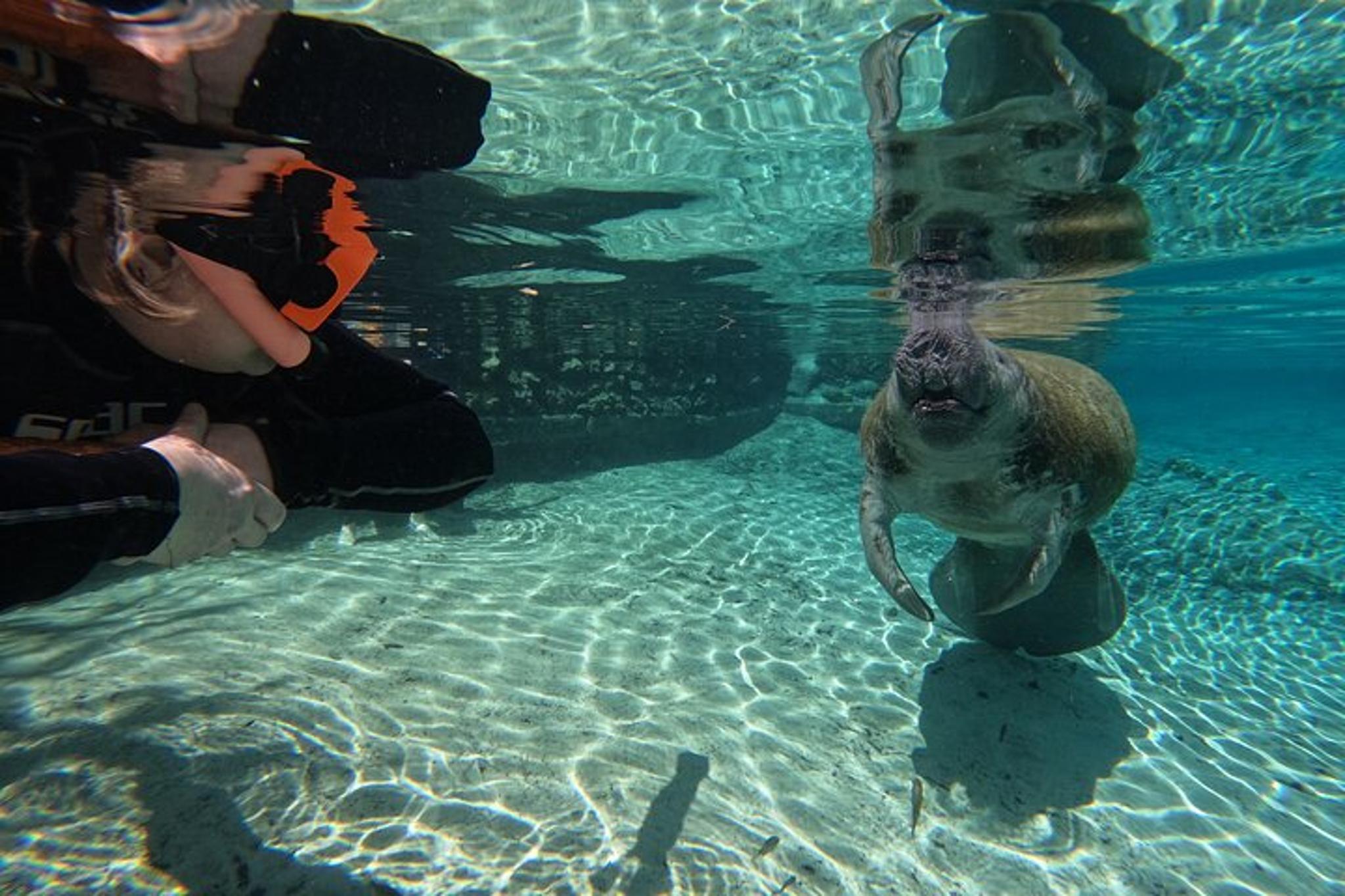 Crystal River Manatee Swim Tour with Photos - Image 3