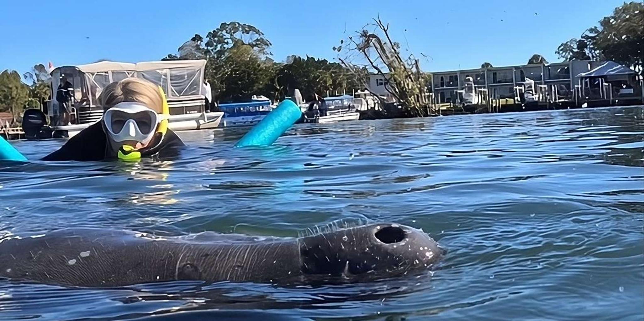 Crystal River Swim with Manatees Tour - Image 3