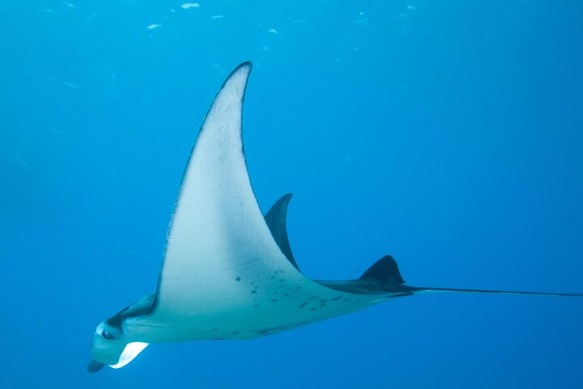 Kailua Kona Manta Ray Night Snorkel - Image 6