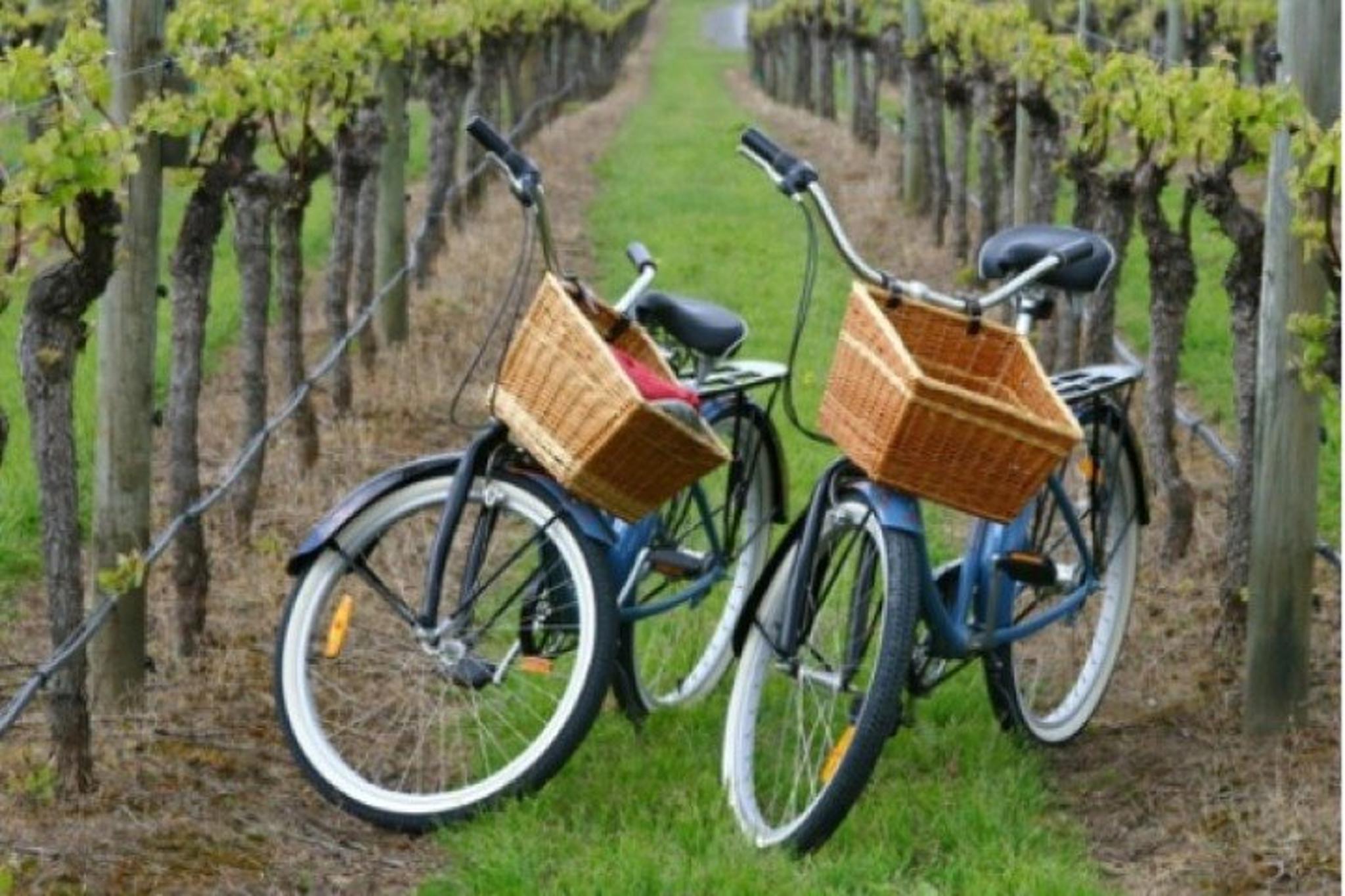 Mattituck Wine Country Bike Tour - Image 2