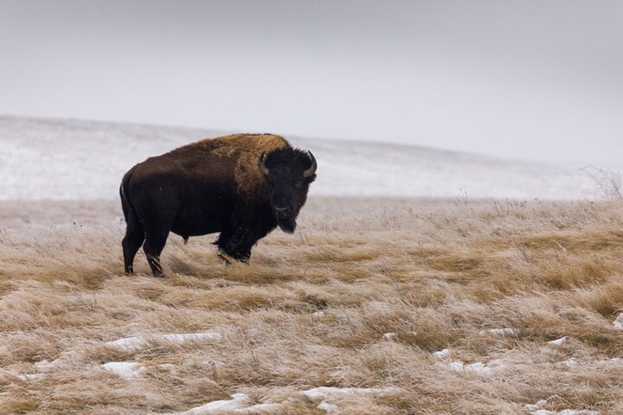 Badlands Winter Expedition - Image 3
