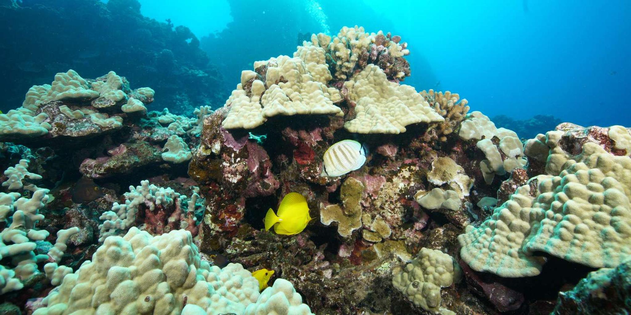 Lahaina Scuba Diving Intro from Shore 3 hr - Image 3