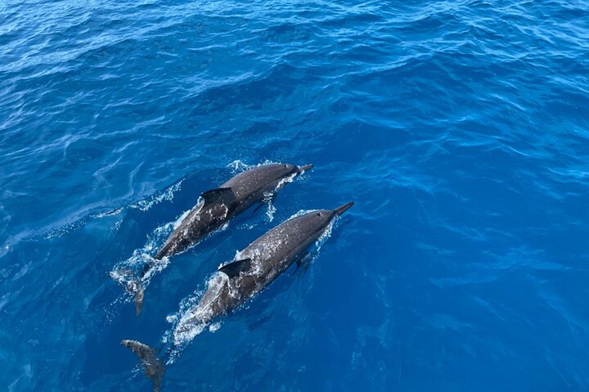 Kona Coast Private Charter Adventure - Image 3