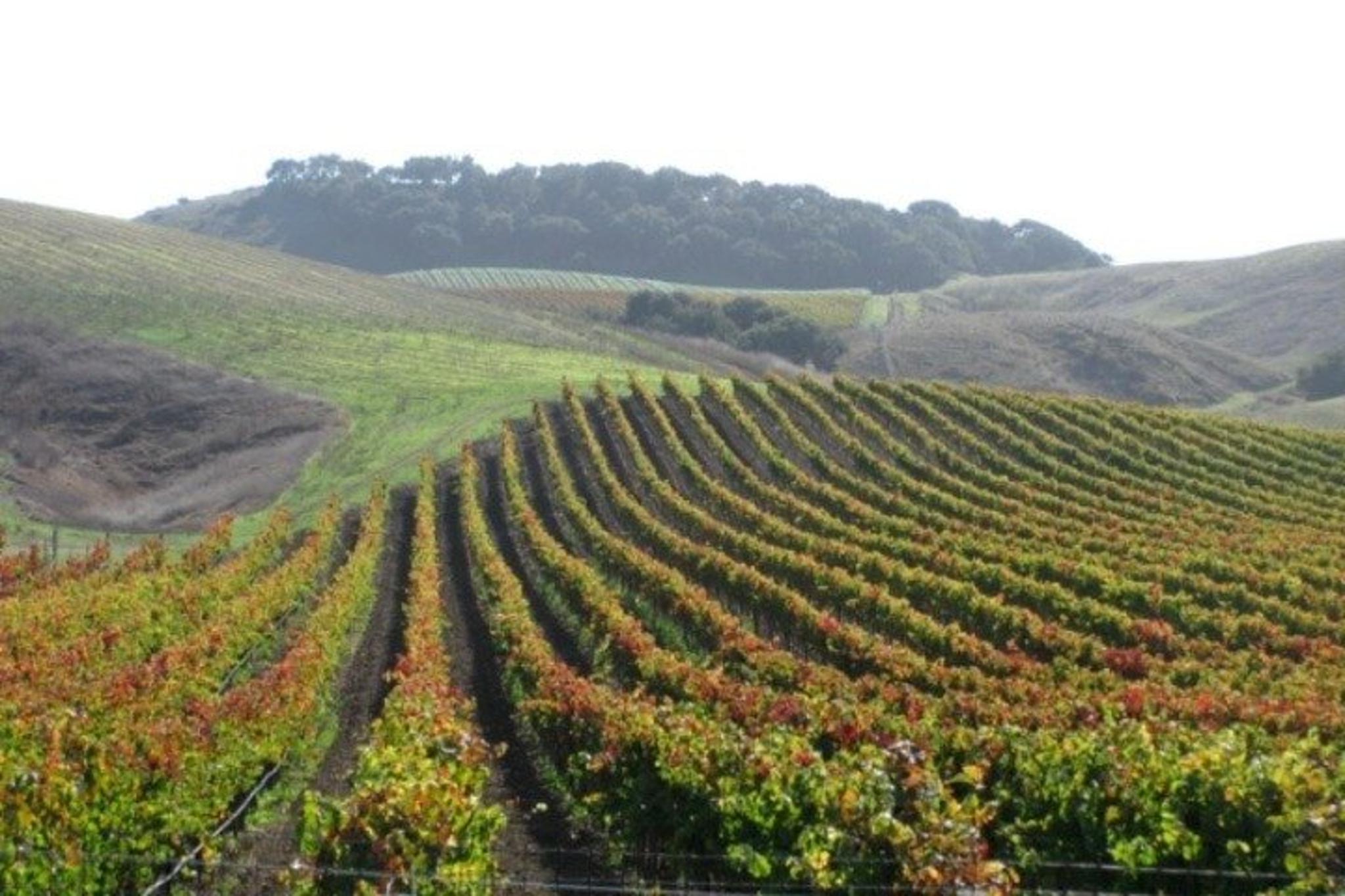 Santa Ynez Valley Wine Country Van Tour